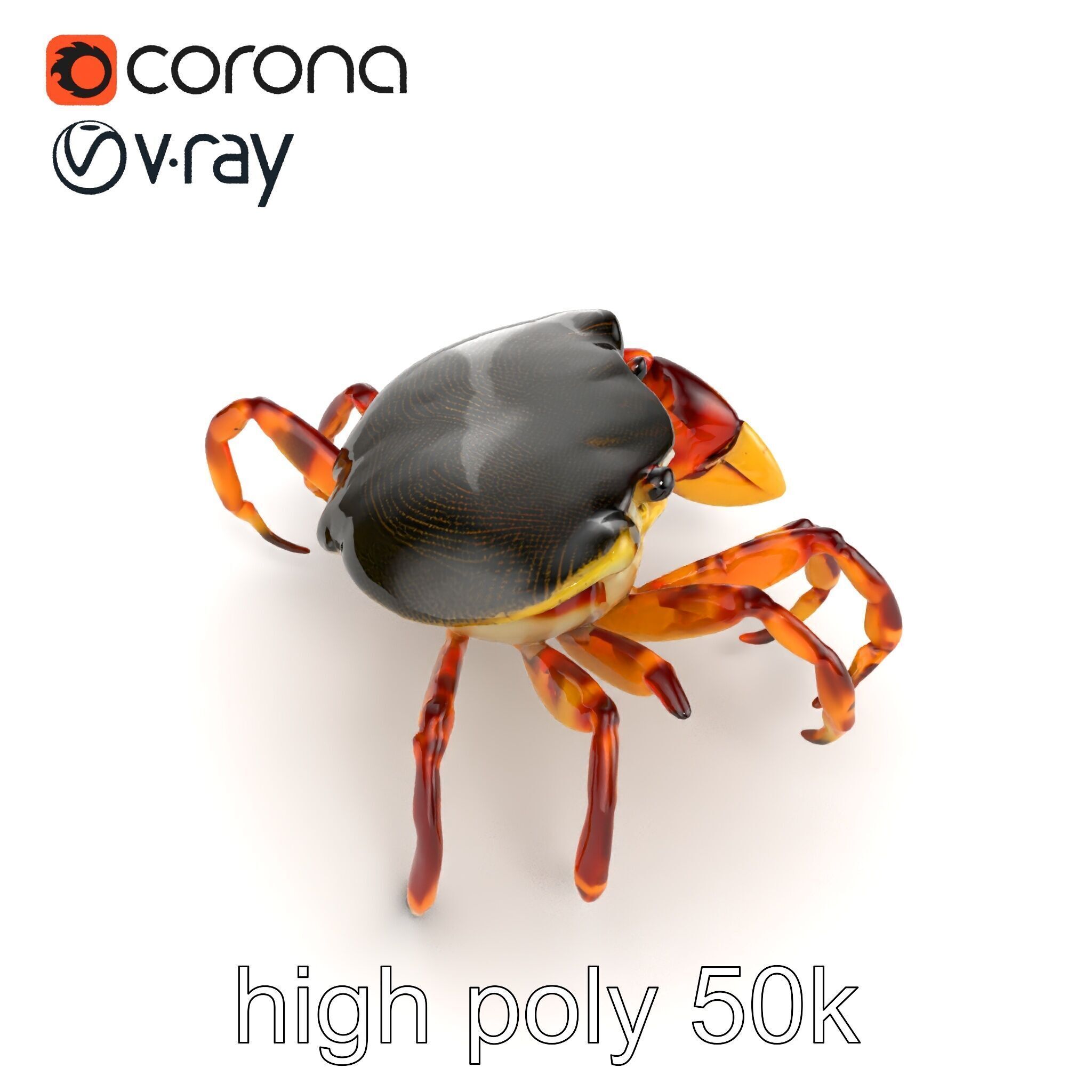 Colorful Fiddler Crab with Asymmetrical Claws model pack Low-poly 3D model_22