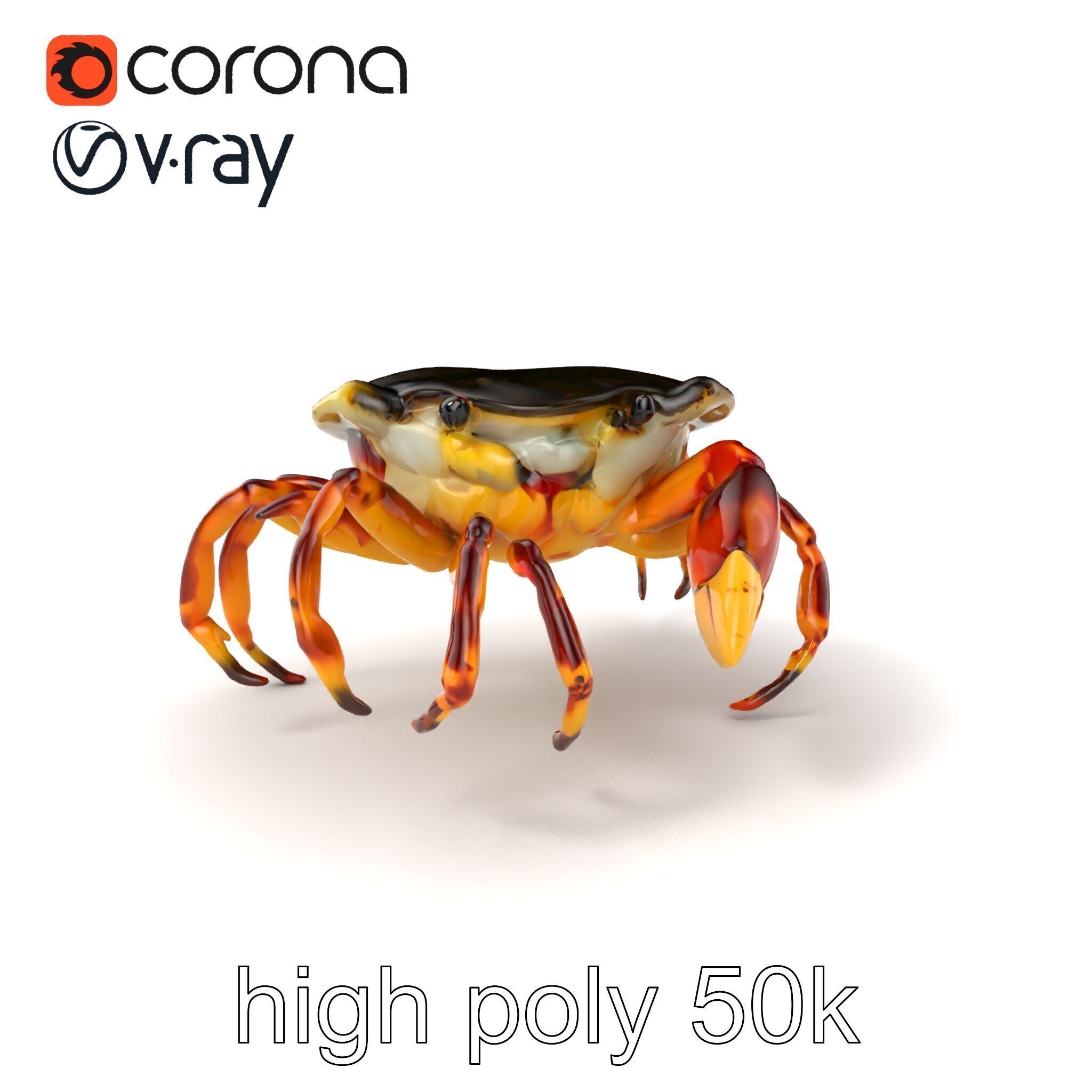 Colorful Fiddler Crab with Asymmetrical Claws model pack Low-poly 3D model_2