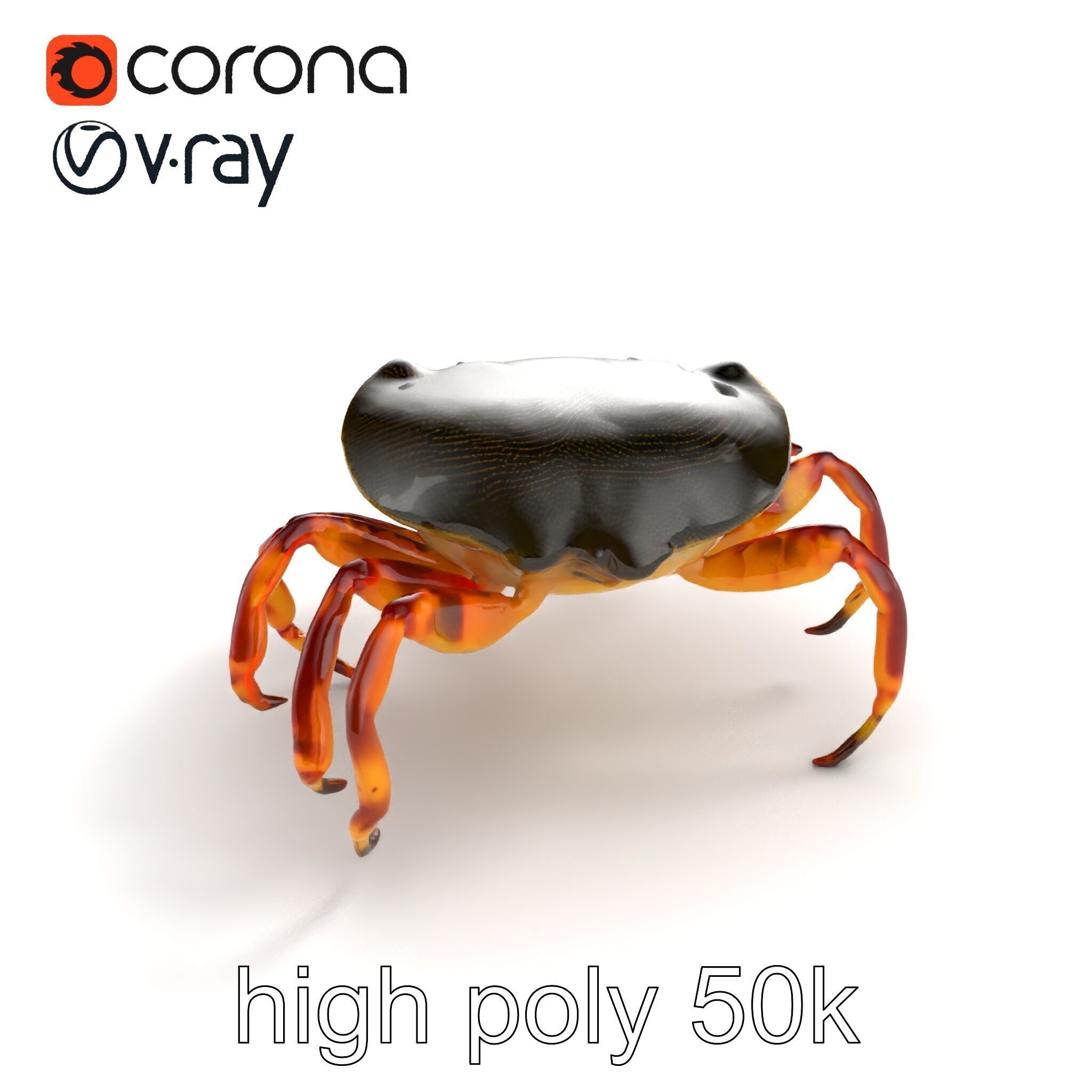 Colorful Fiddler Crab with Asymmetrical Claws model pack Low-poly 3D model_9