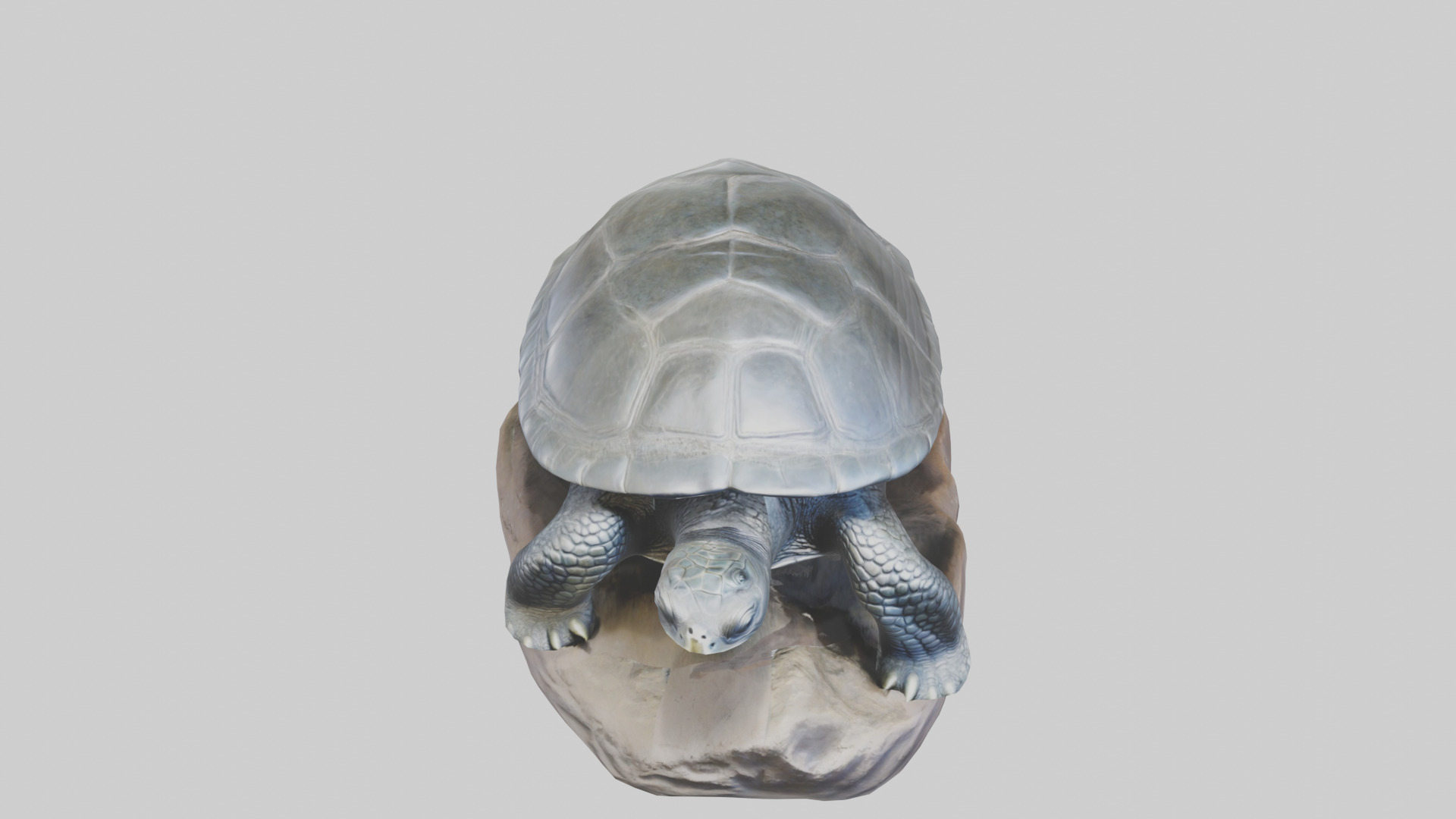 Leatherback Turtle statue model Low-poly 3D model_16