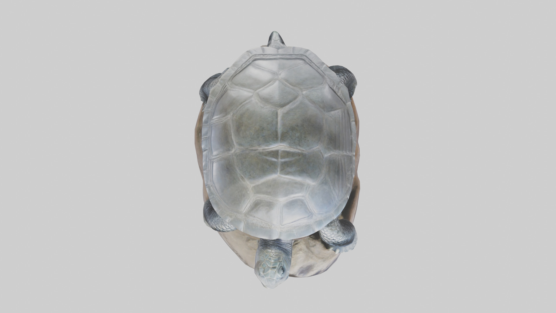 Leatherback Turtle statue model Low-poly 3D model_14