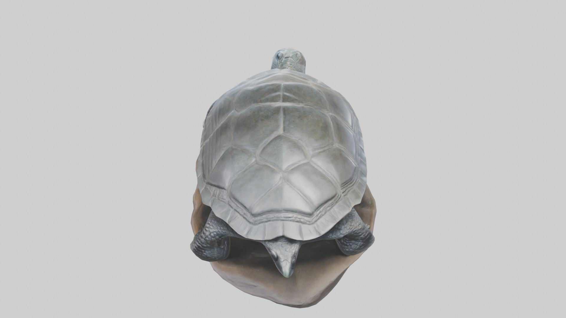 Leatherback Turtle statue model Low-poly 3D model_15