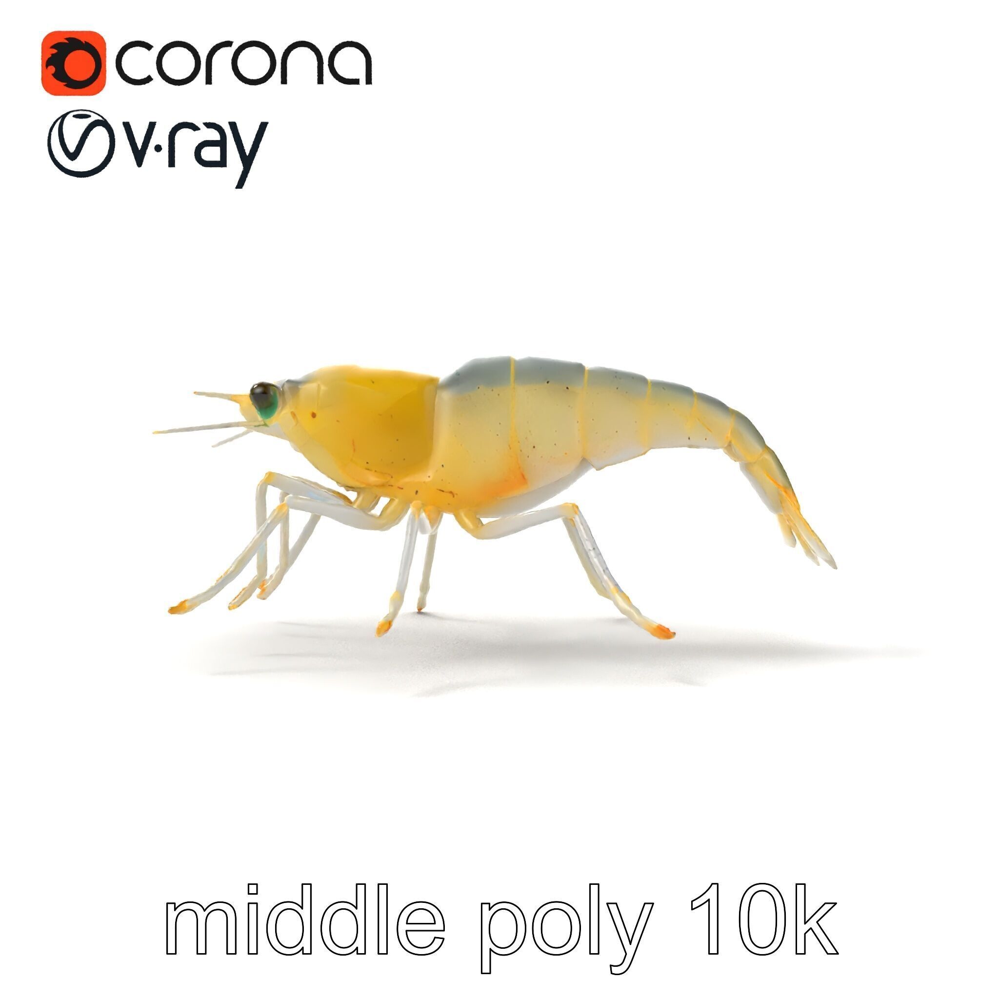 Ghost Shrimp Semi-Transparent Model Pack Low-poly 3D model_19