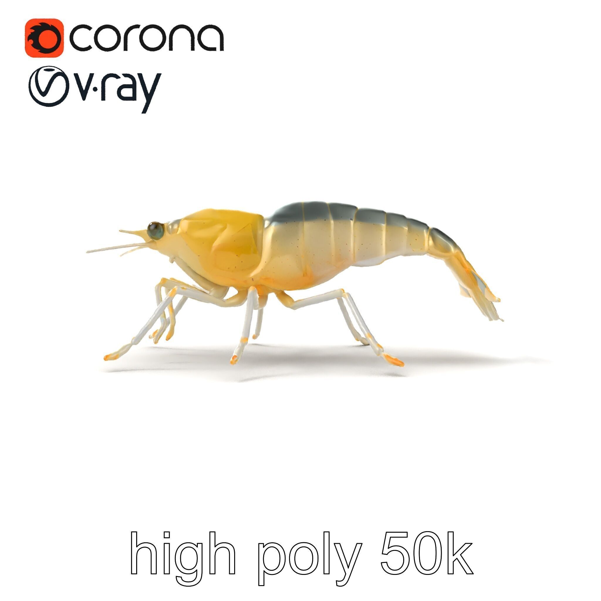 Ghost Shrimp Semi-Transparent Model Pack Low-poly 3D model_24