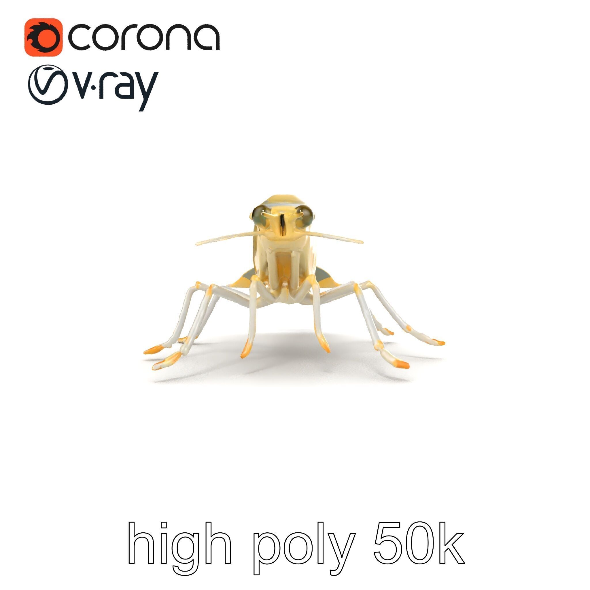 Ghost Shrimp Semi-Transparent Model Pack Low-poly 3D model_26