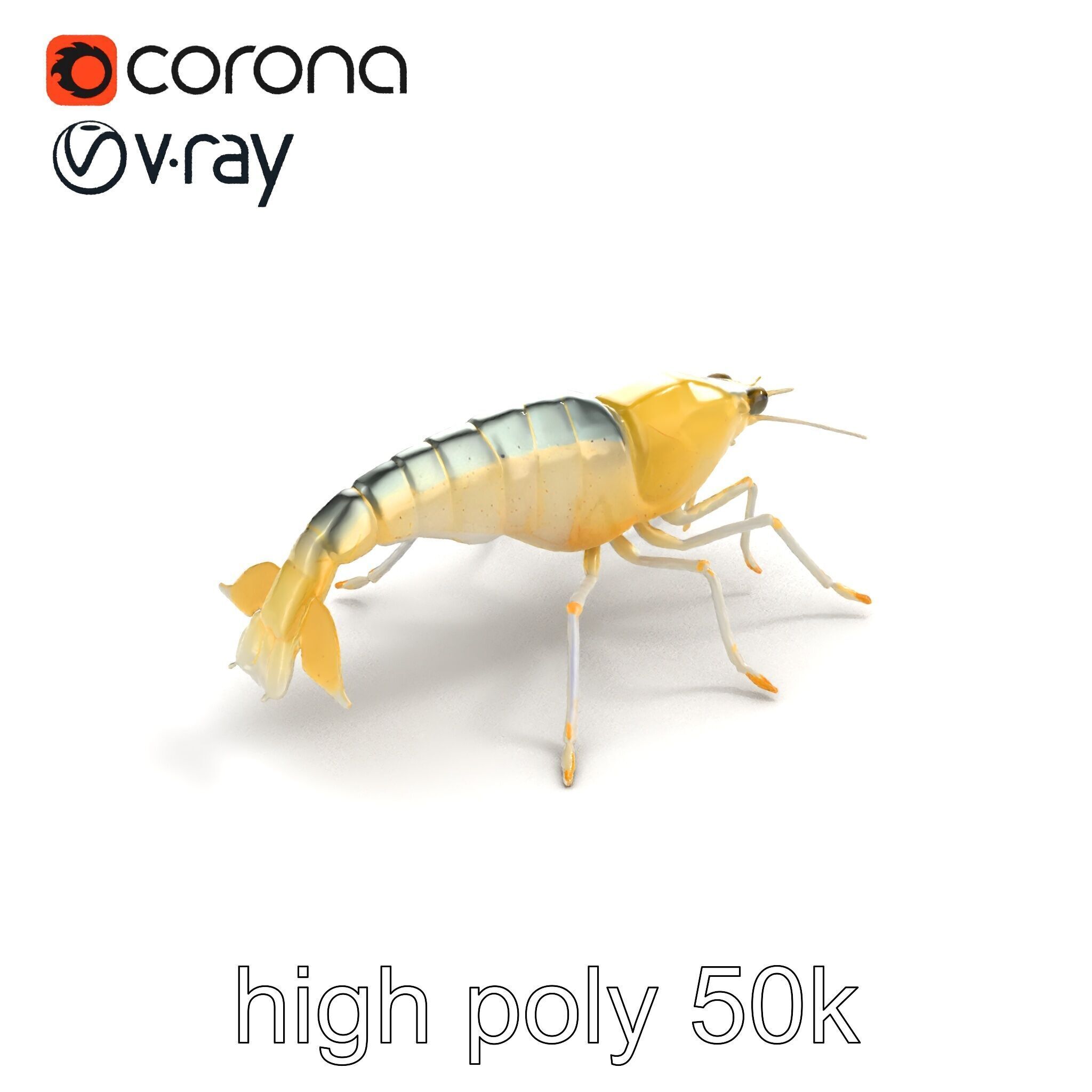 Ghost Shrimp Semi-Transparent Model Pack Low-poly 3D model_9
