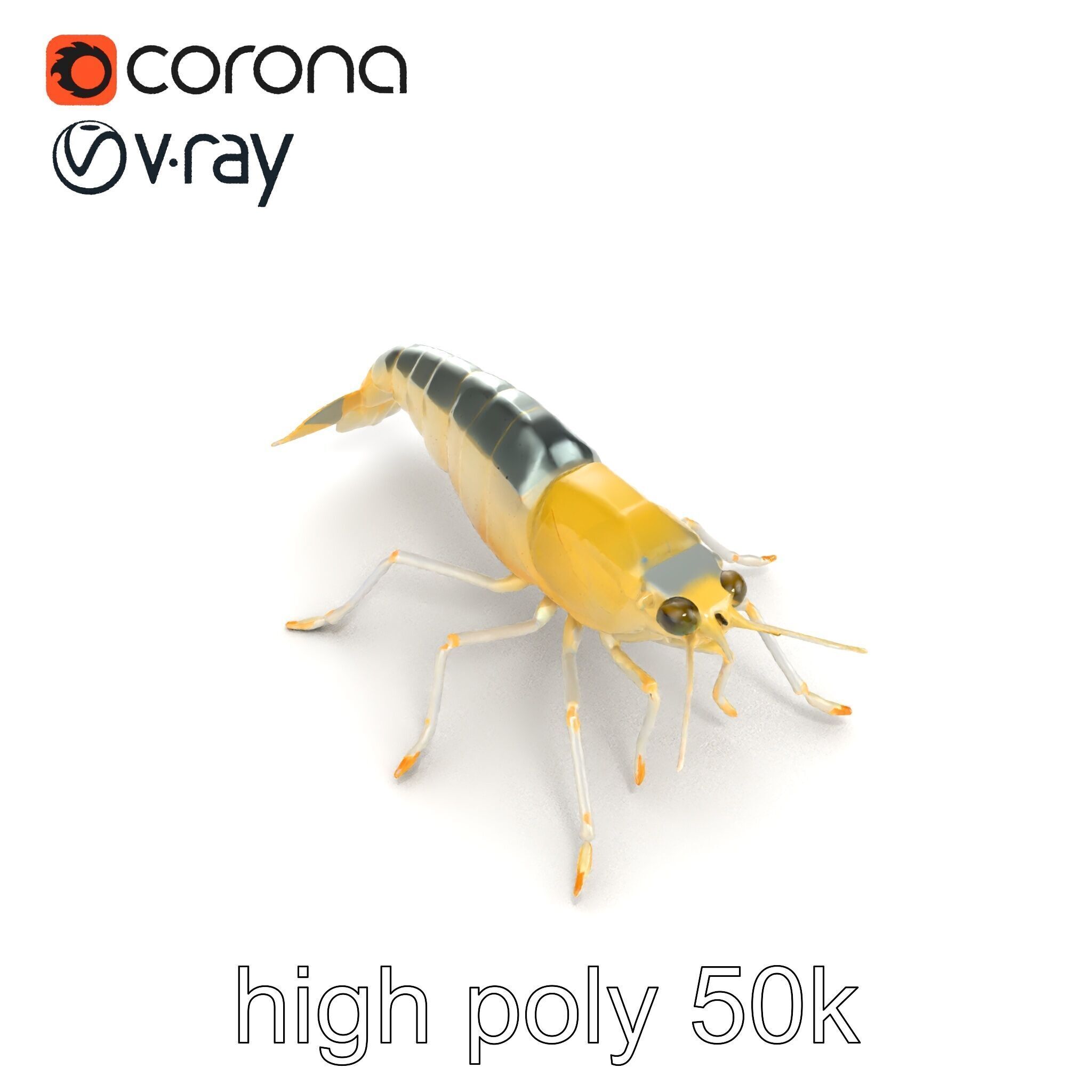 Ghost Shrimp Semi-Transparent Model Pack Low-poly 3D model_12