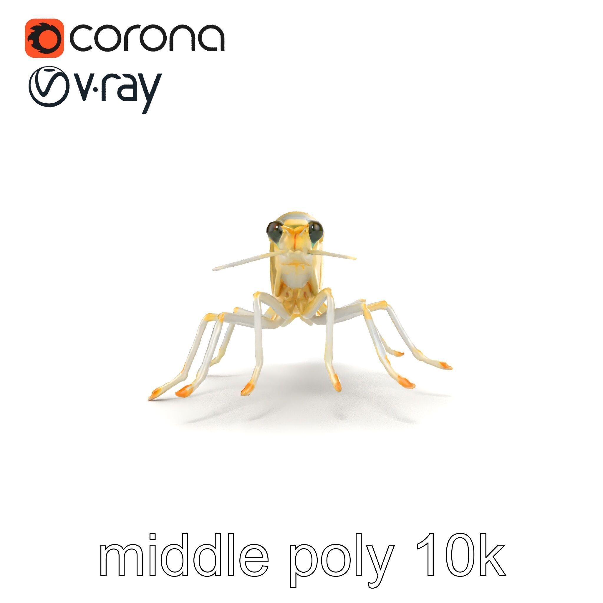 Ghost Shrimp Semi-Transparent Model Pack Low-poly 3D model_14