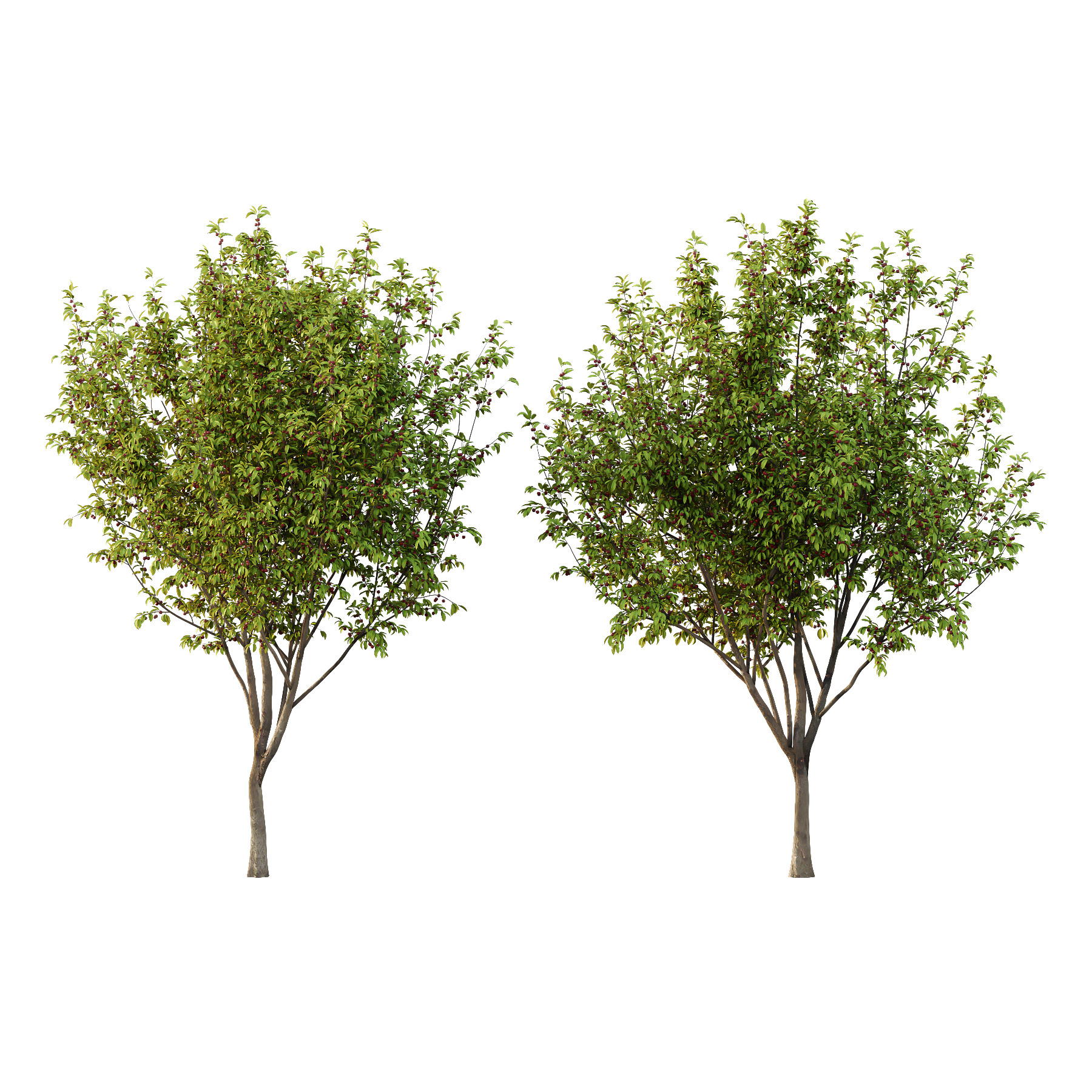 Prunus pseudocerasus Fruit Tree 05 3D model_1