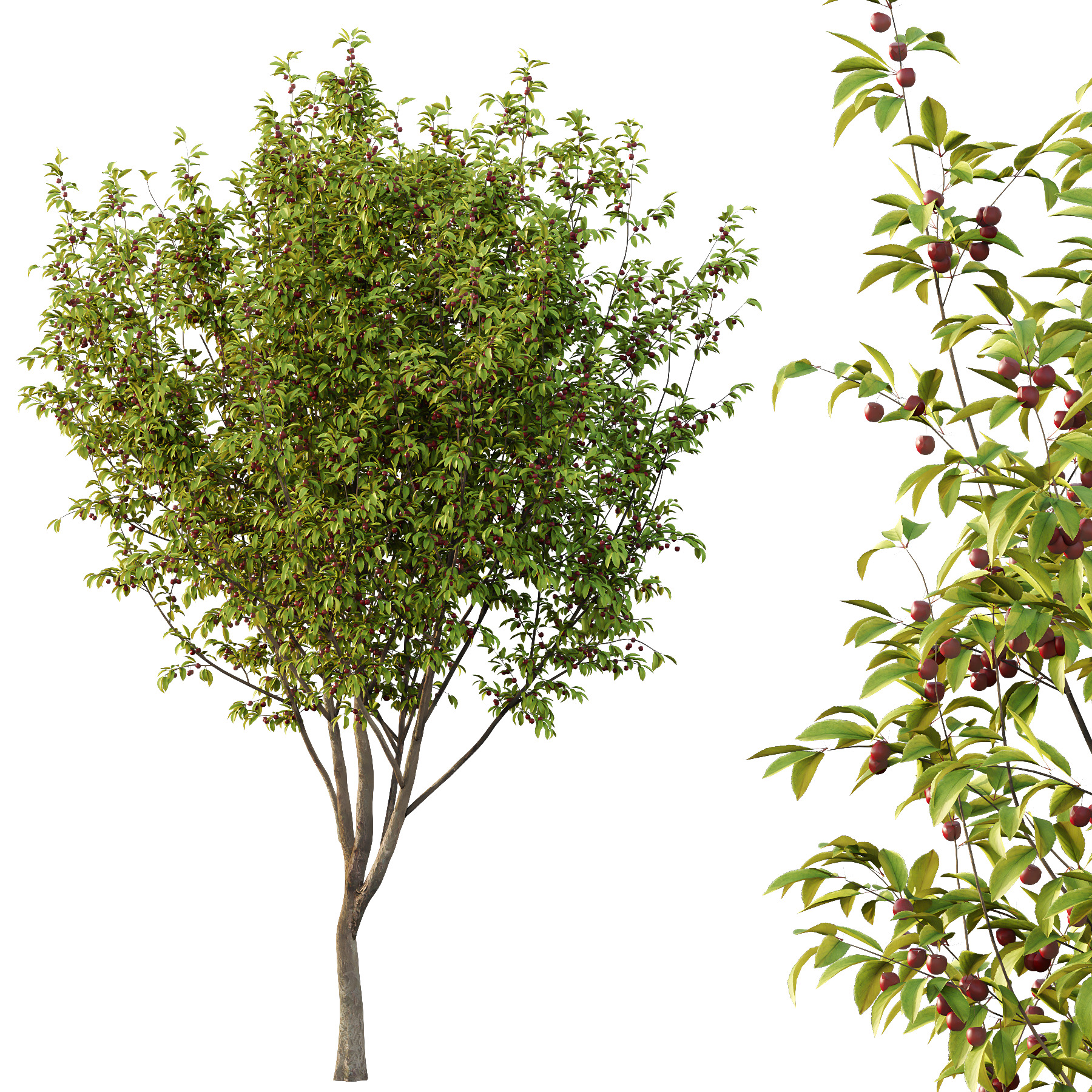 Prunus pseudocerasus Fruit Tree 05 3D model_5