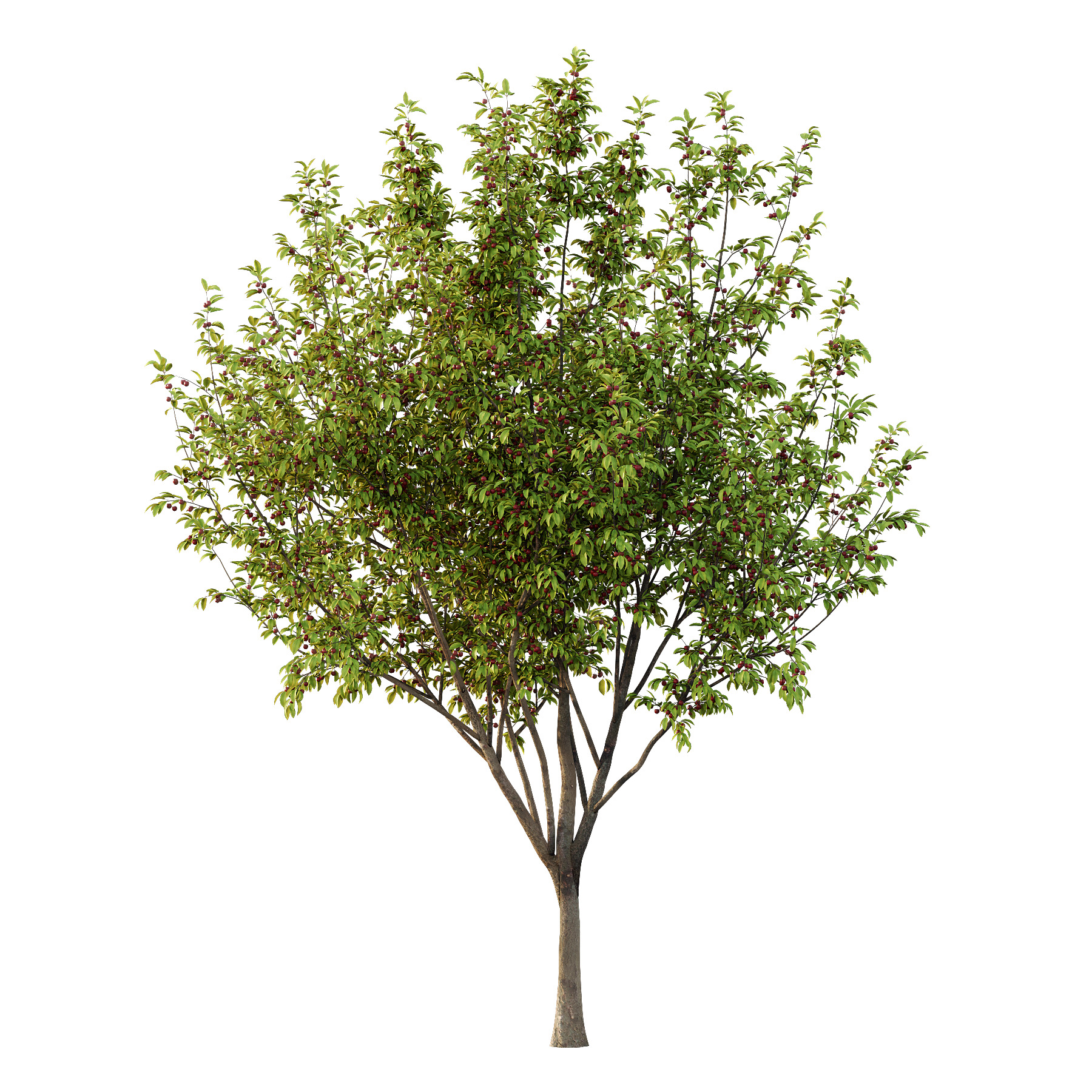 Prunus pseudocerasus Fruit Tree 05 3D model_2