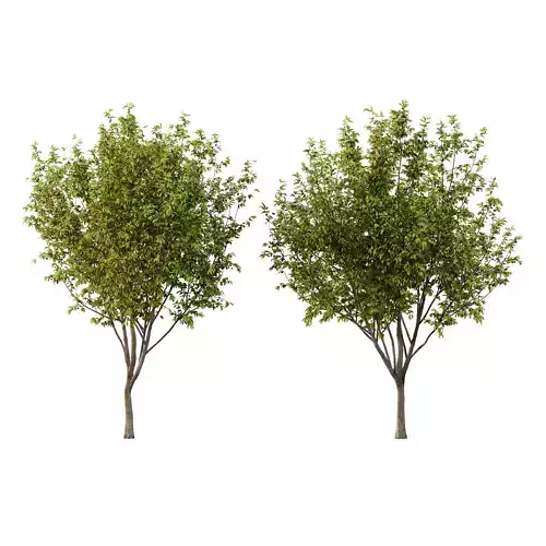 Prunus pseudocerasus Fruit Tree 05