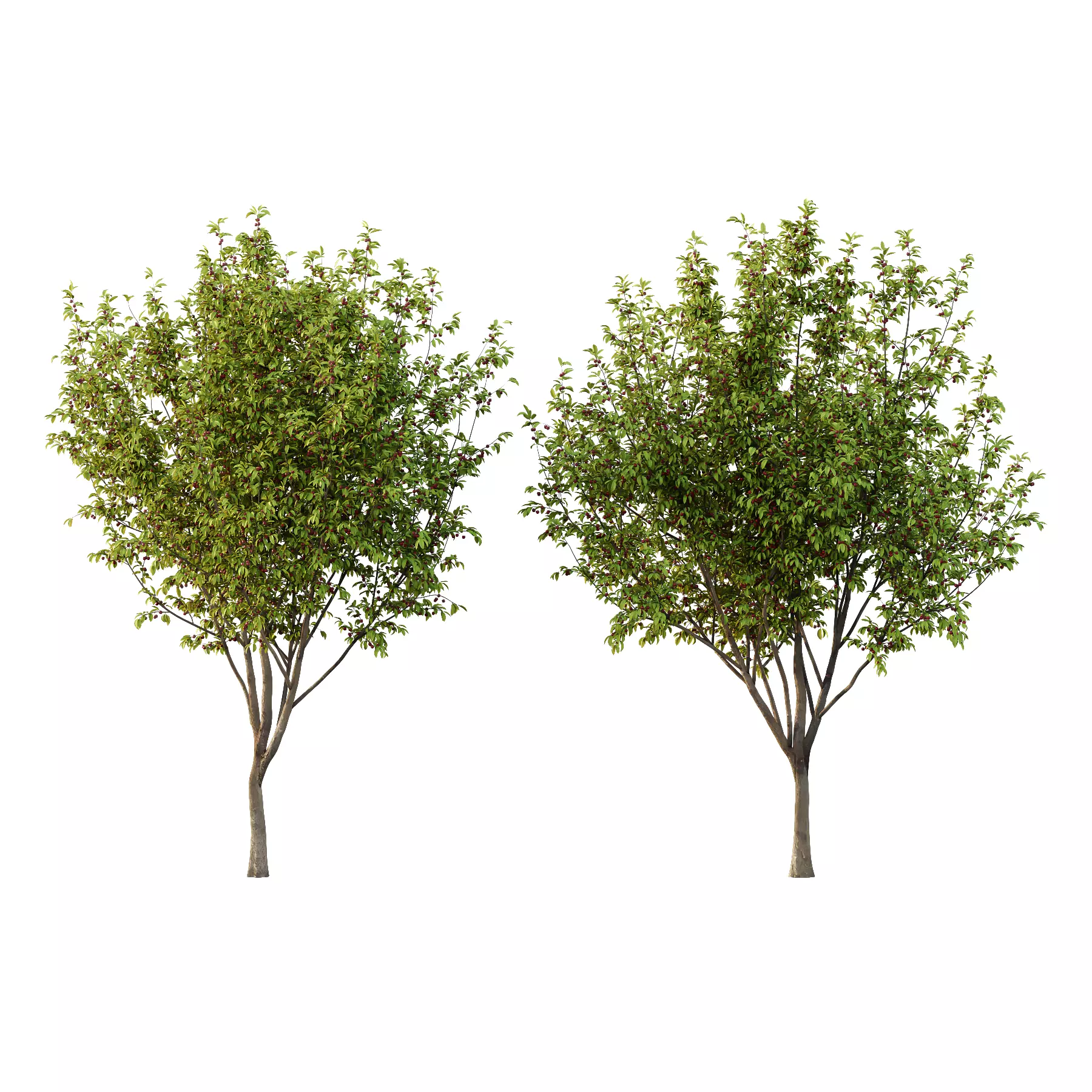 Prunus pseudocerasus Fruit Tree 05 3D model_0