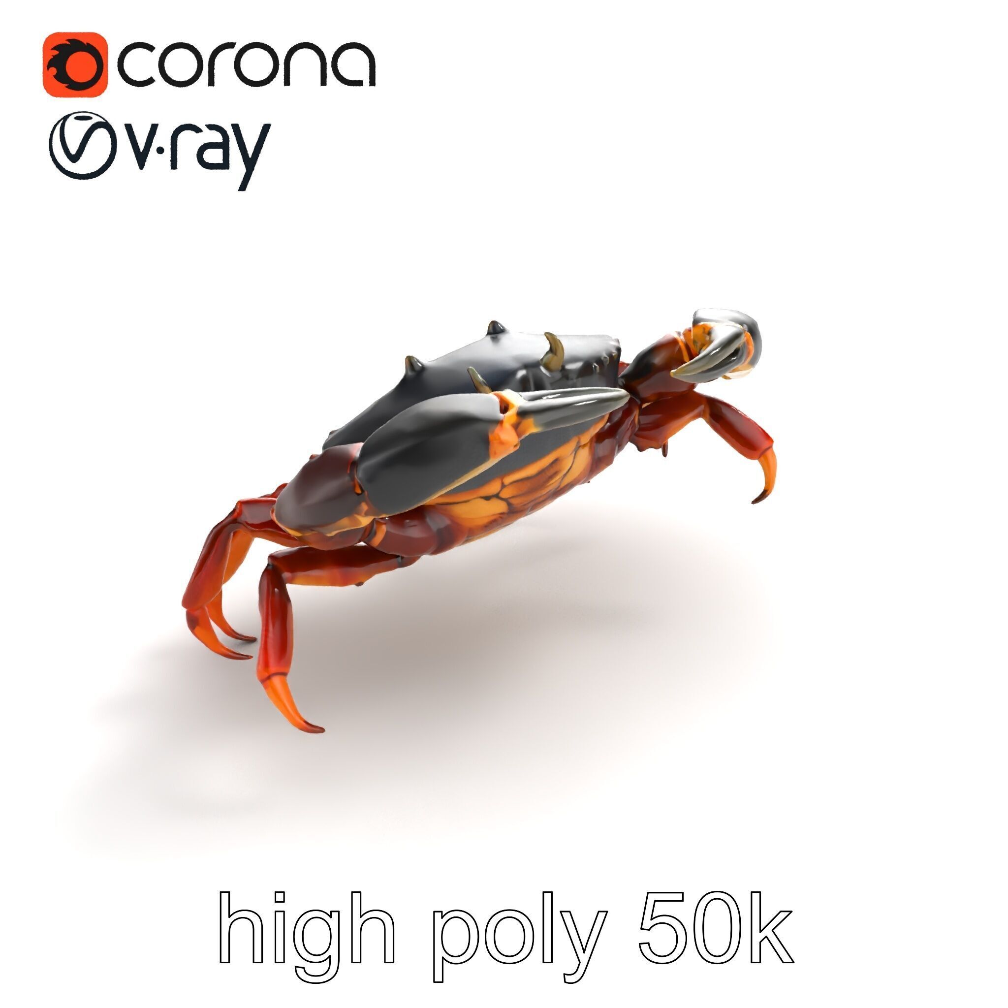 Mud Crab 3D Model Pack Featuring Realistic Earthy Texture Low-poly 3D model_9