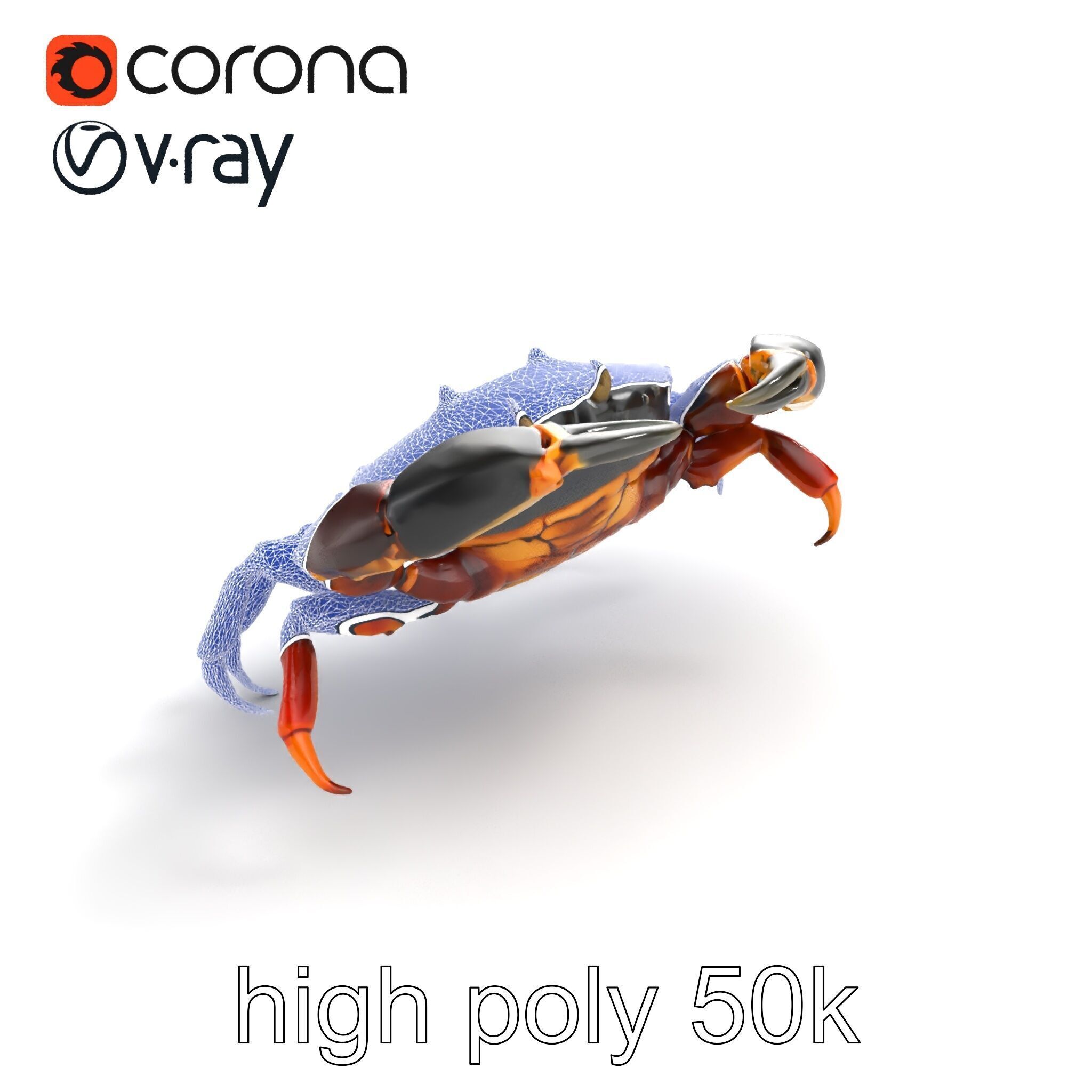 Mud Crab 3D Model Pack Featuring Realistic Earthy Texture Low-poly 3D model_13