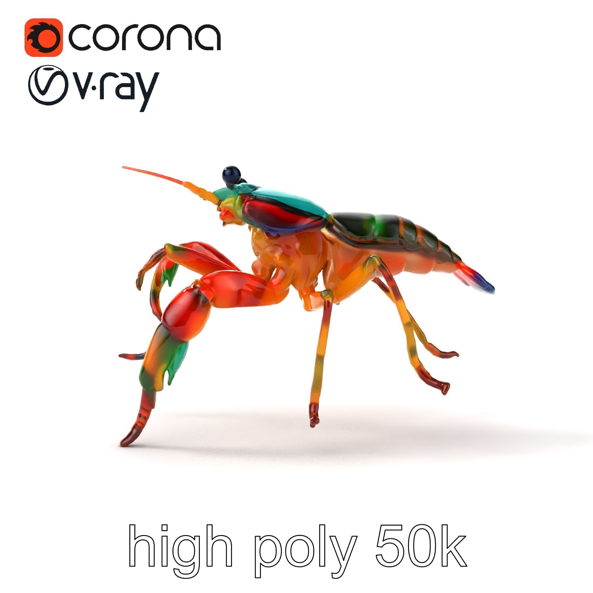 Peacock Mantis Shrimp Vivid Rainbow Model Pack Low-poly 3D model_17