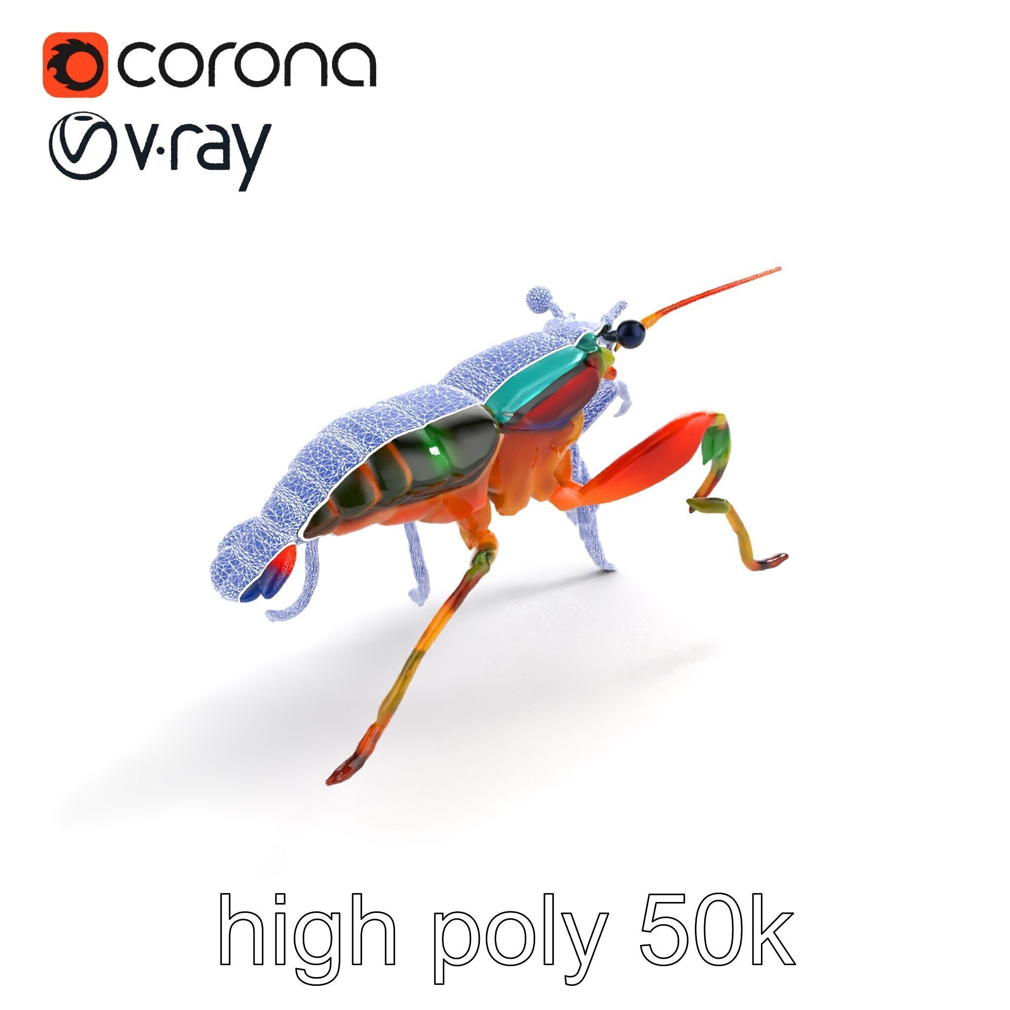 Peacock Mantis Shrimp Vivid Rainbow Model Pack Low-poly 3D model_12