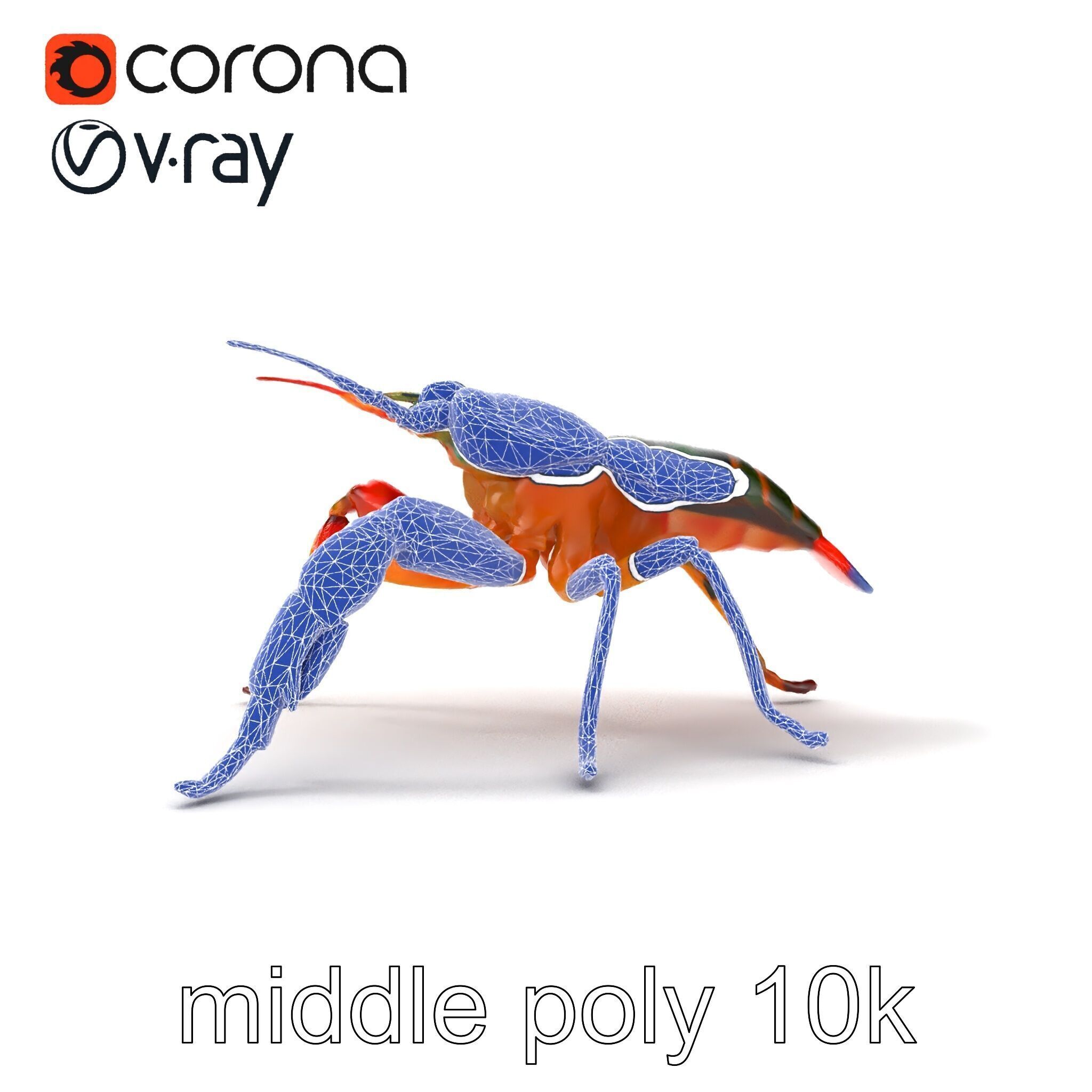 Peacock Mantis Shrimp Vivid Rainbow Model Pack Low-poly 3D model_26