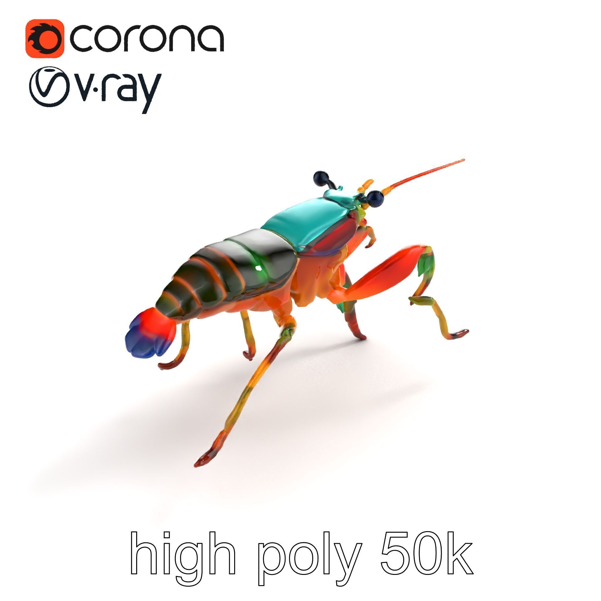 Peacock Mantis Shrimp Vivid Rainbow Model Pack Low-poly 3D model_9