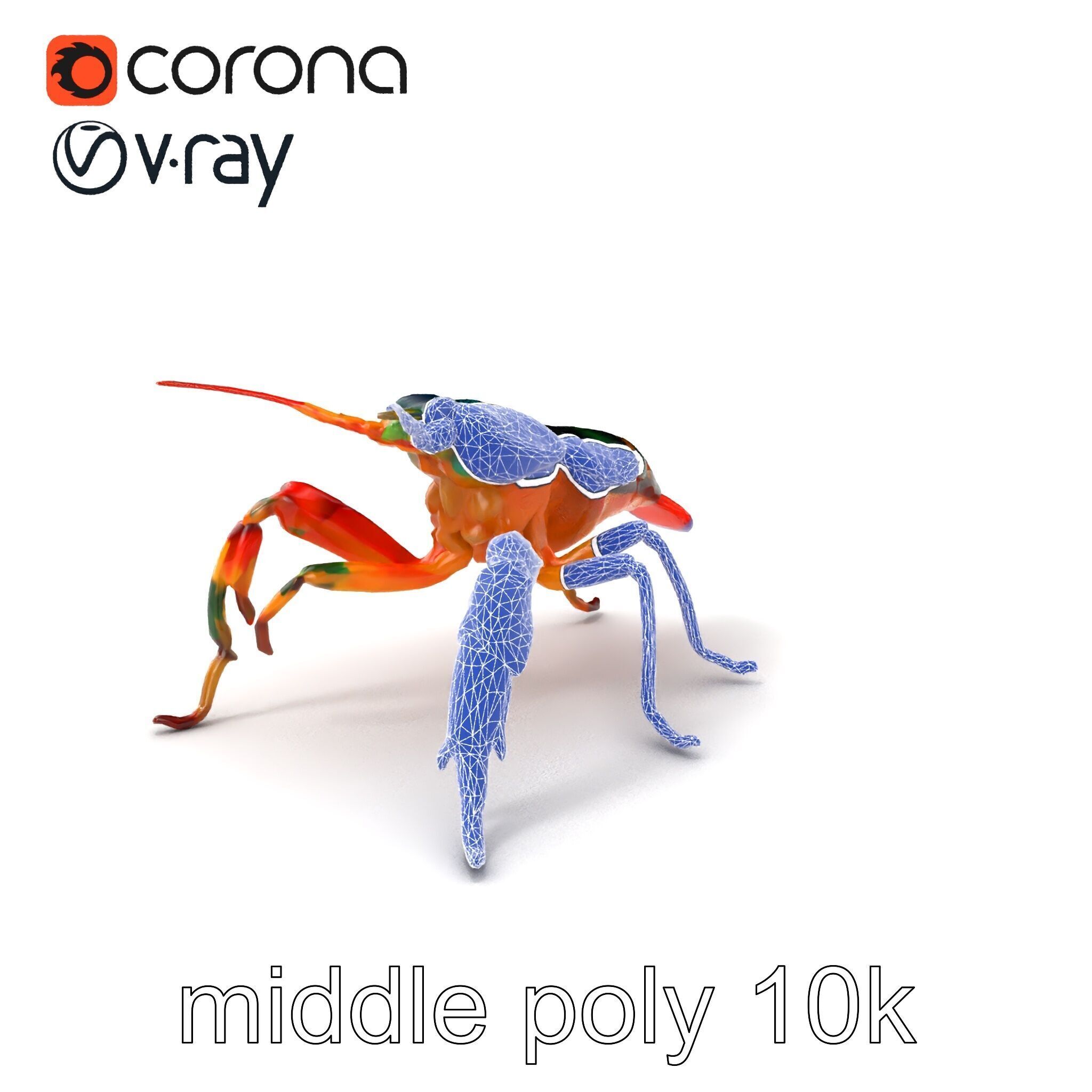 Peacock Mantis Shrimp Vivid Rainbow Model Pack Low-poly 3D model_5