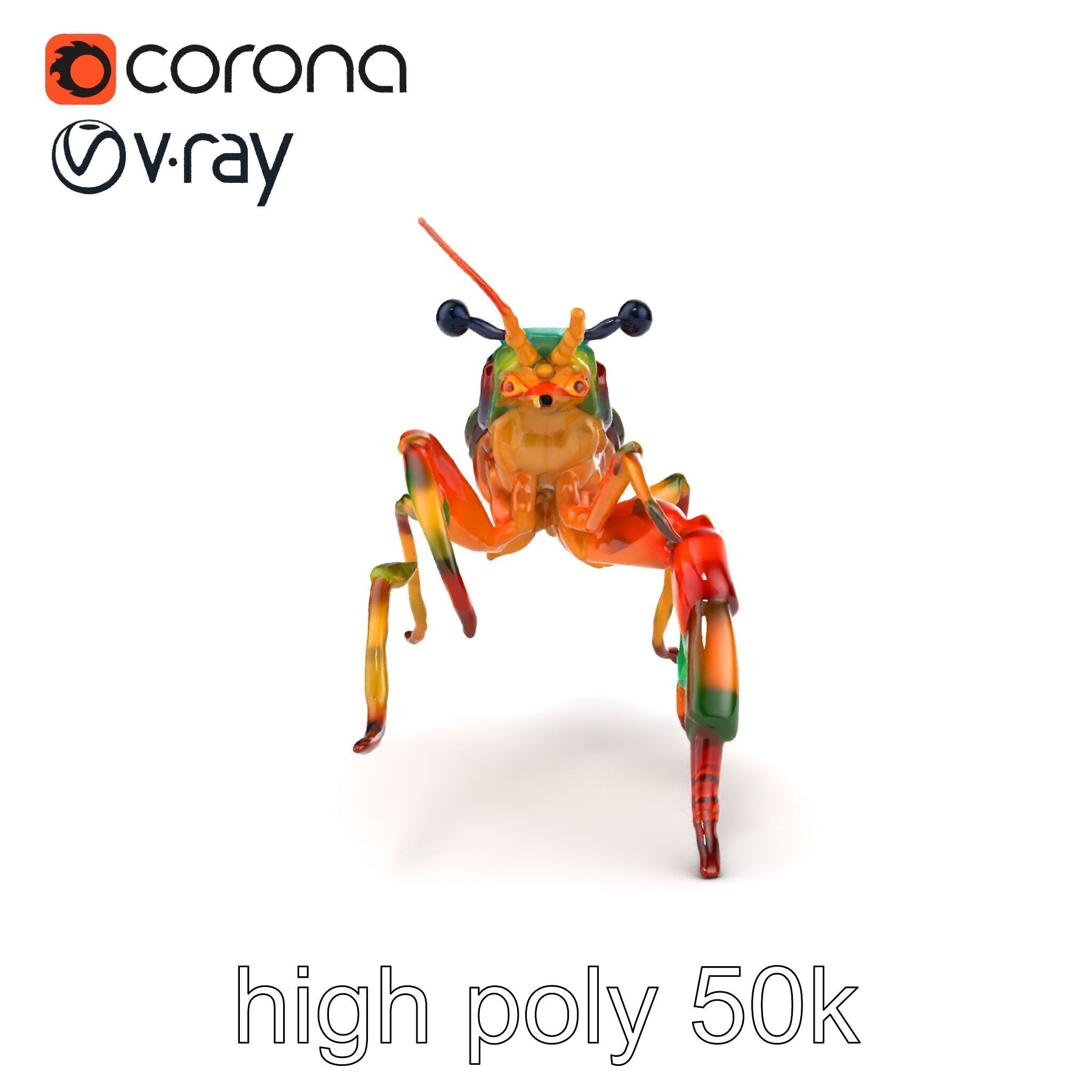 Peacock Mantis Shrimp Vivid Rainbow Model Pack Low-poly 3D model_21