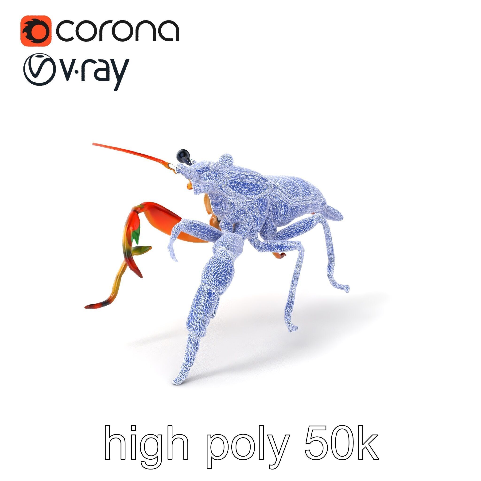 Peacock Mantis Shrimp Vivid Rainbow Model Pack Low-poly 3D model_1
