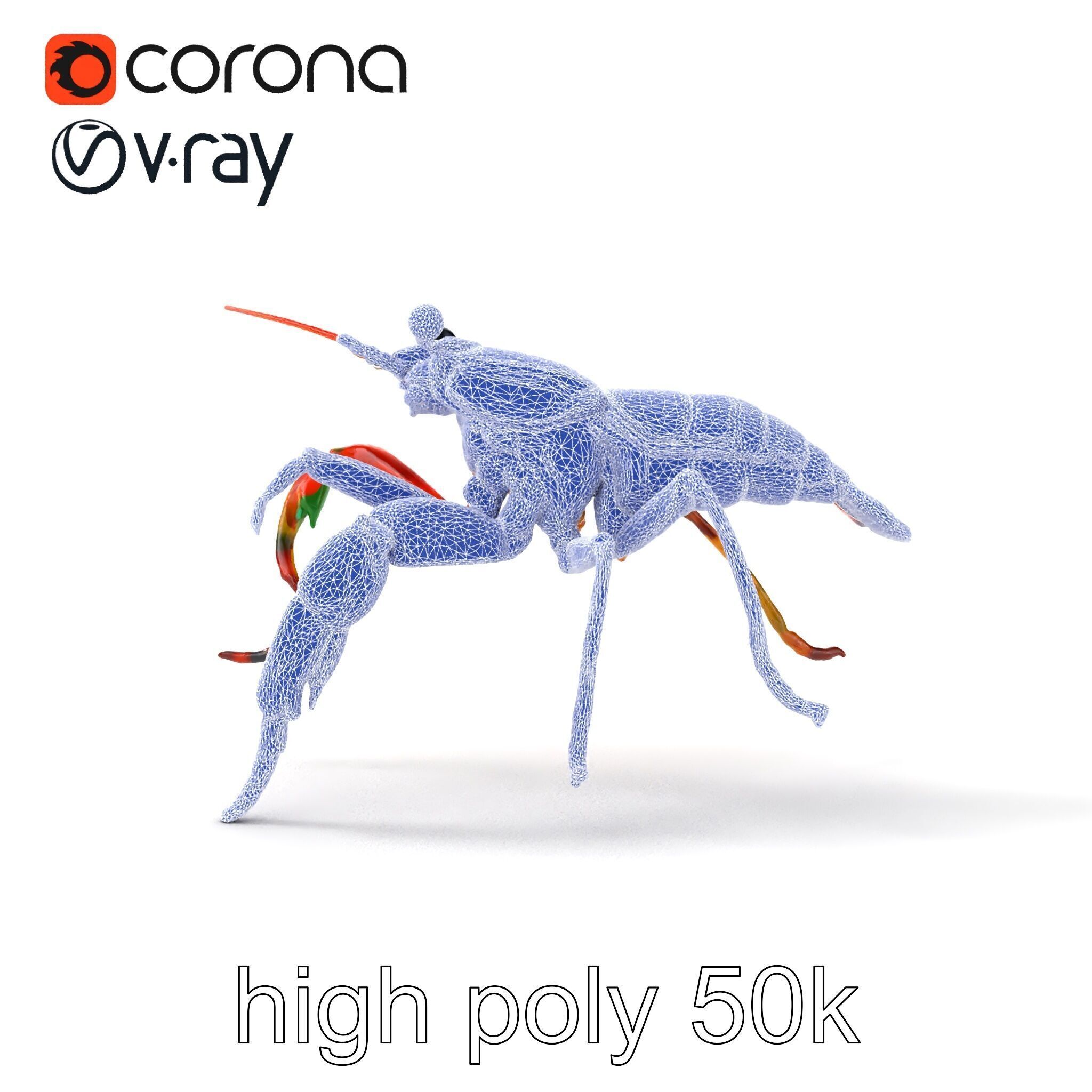 Peacock Mantis Shrimp Vivid Rainbow Model Pack Low-poly 3D model_20