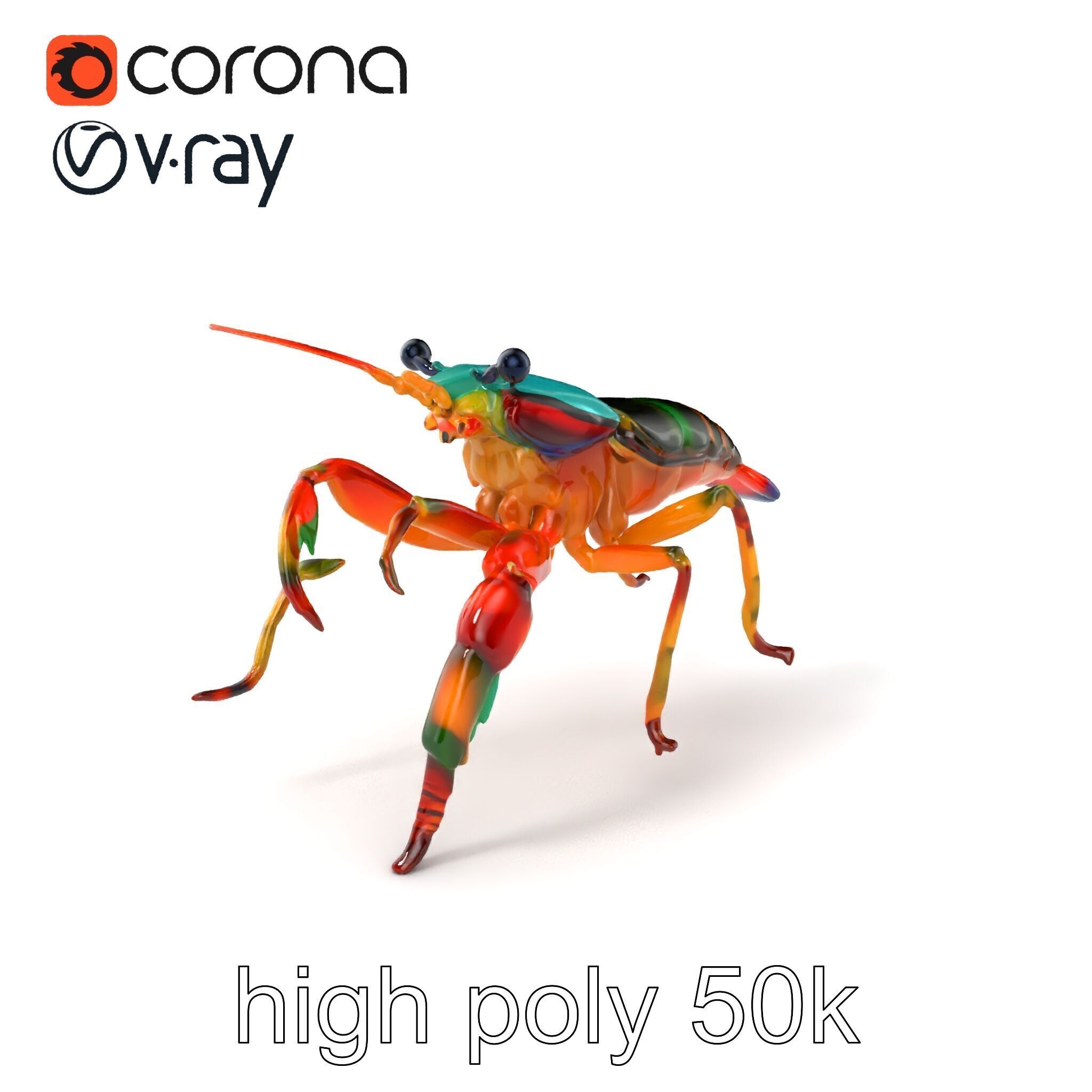Peacock Mantis Shrimp Vivid Rainbow Model Pack Low-poly 3D model_2