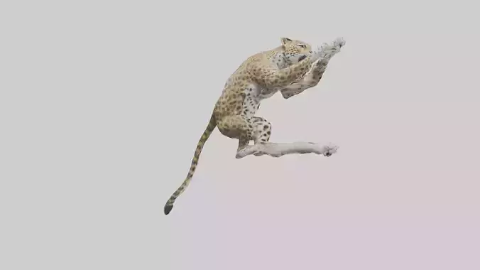 Leopard climbing model Low-poly 3D model