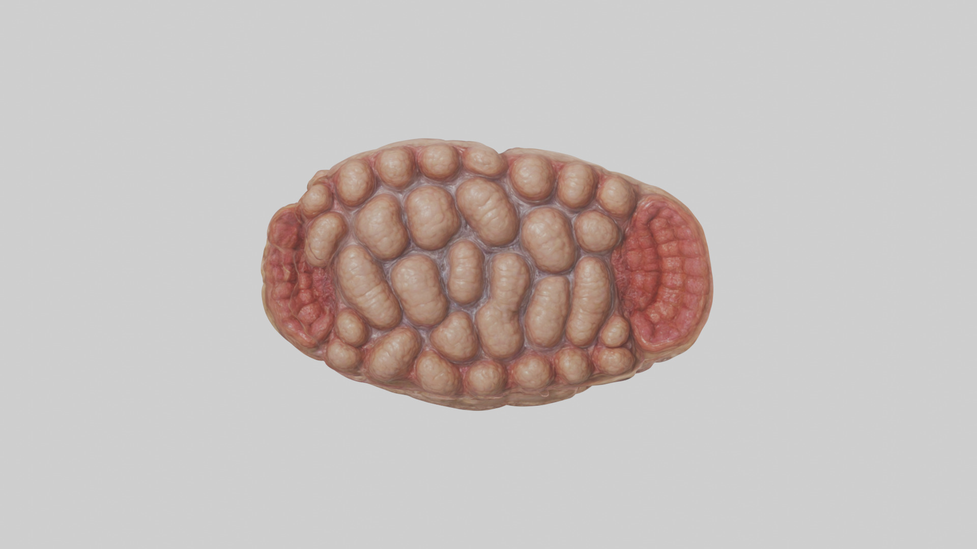 Leopard Large Intestine Low-poly 3D model_9