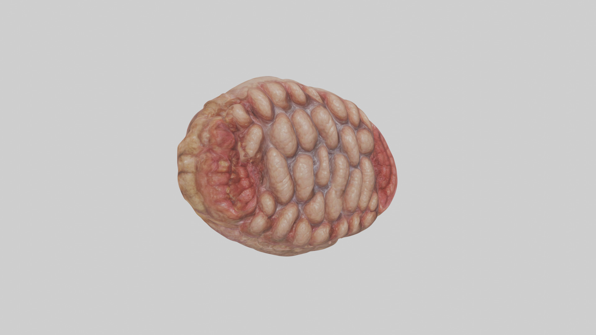 Leopard Large Intestine Low-poly 3D model_11