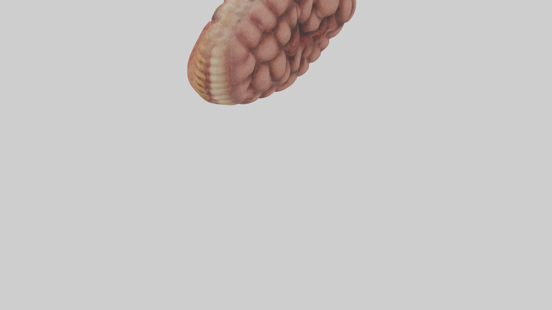 Leopard Large Intestine Low-poly 3D model_3