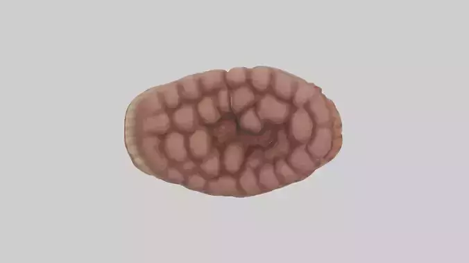 Leopard Large Intestine Low-poly 3D model