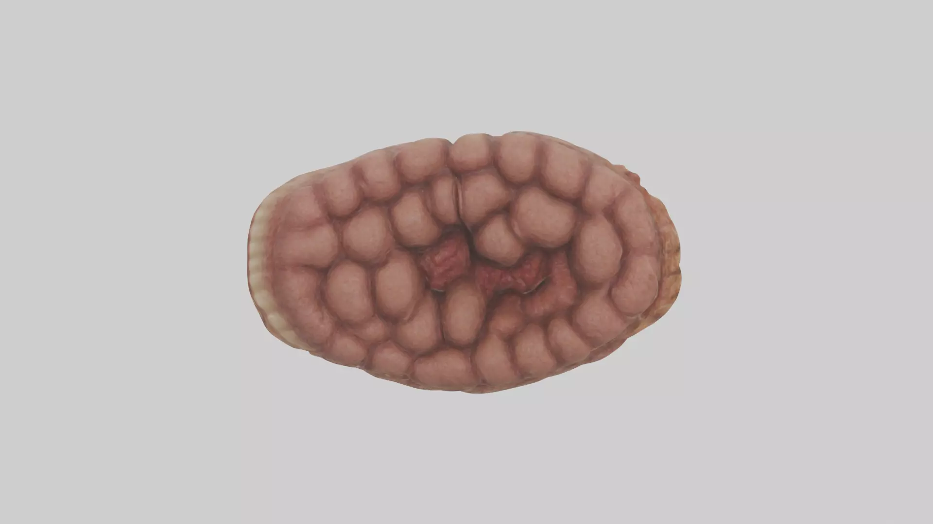 Leopard Large Intestine Low-poly 3D model_0