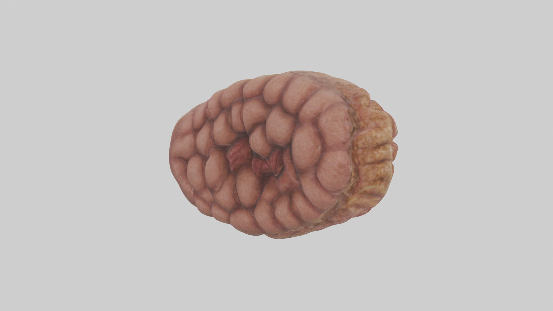 Leopard Large Intestine Low-poly 3D model_2