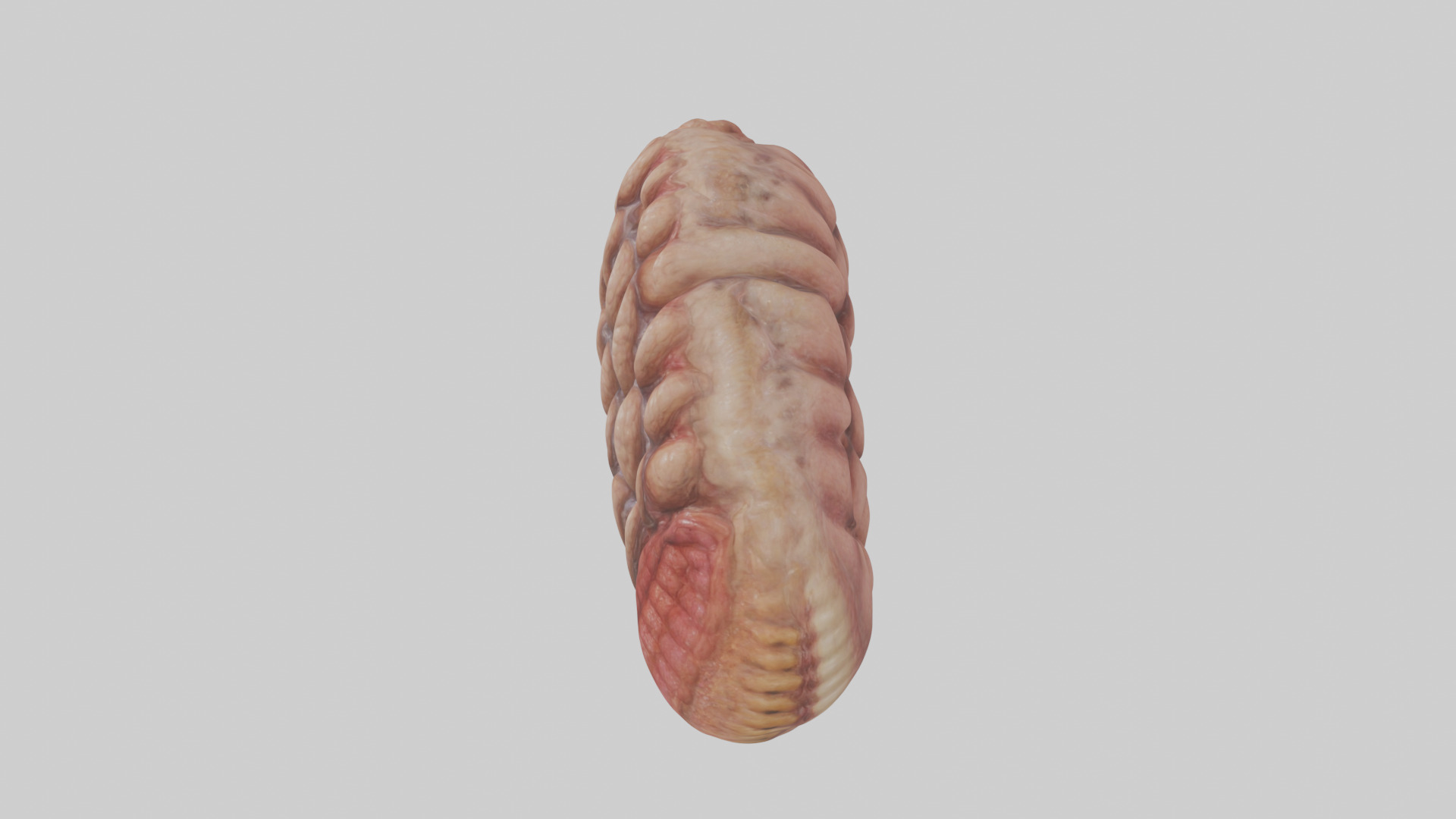 Leopard Large Intestine Low-poly 3D model_17