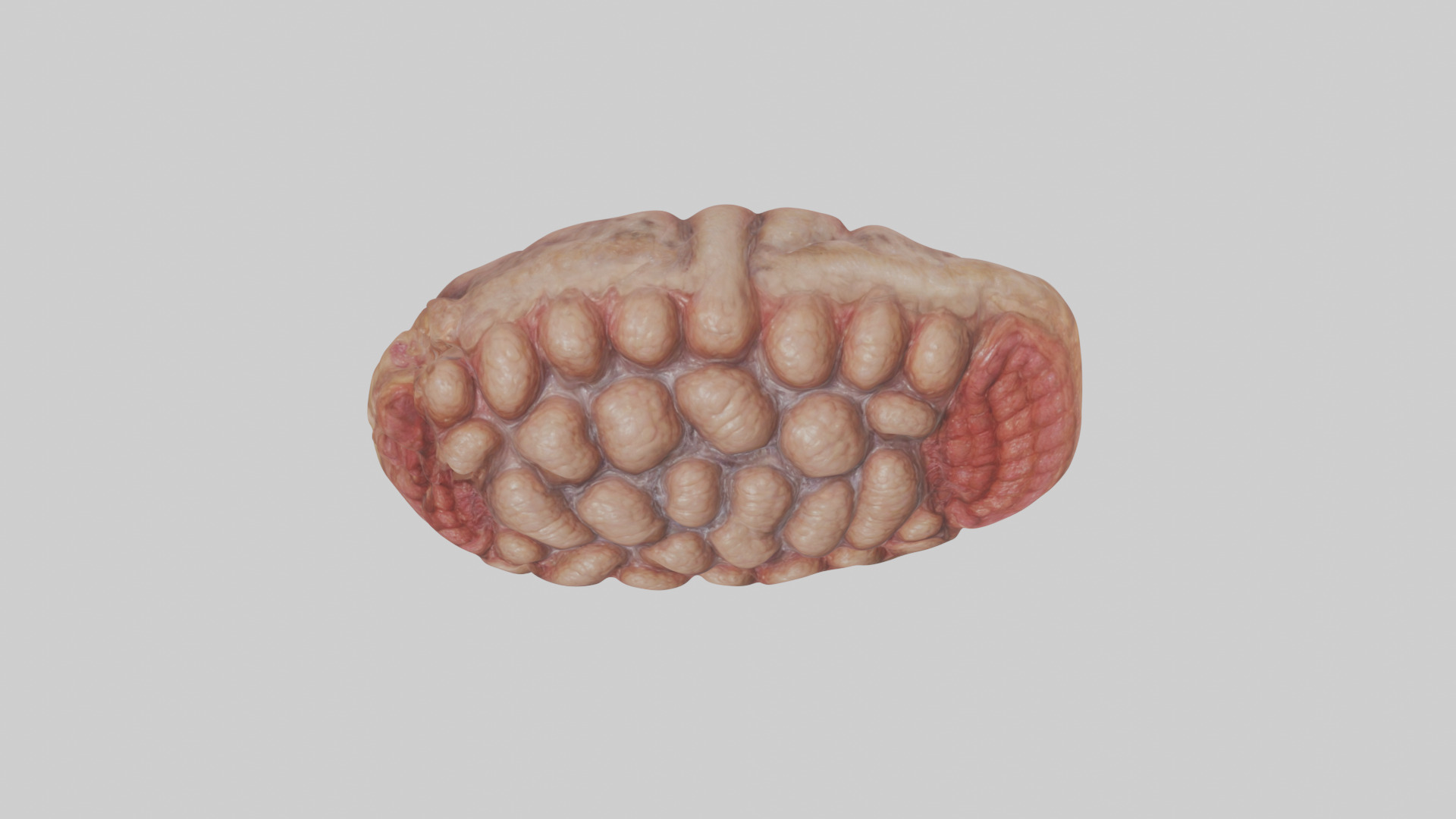 Leopard Large Intestine Low-poly 3D model_16