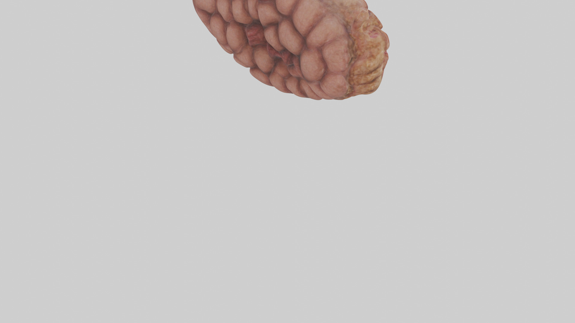 Leopard Large Intestine Low-poly 3D model_4