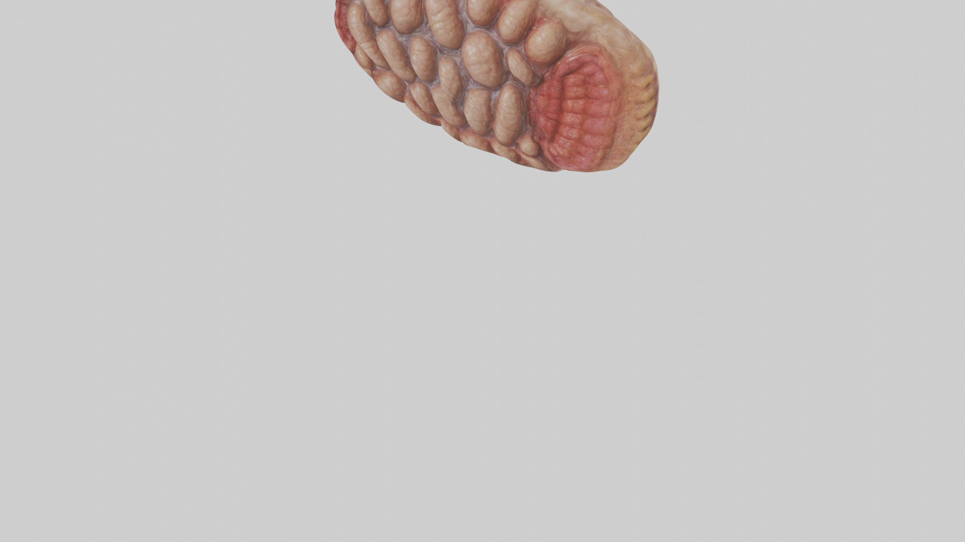 Leopard Large Intestine Low-poly 3D model_5
