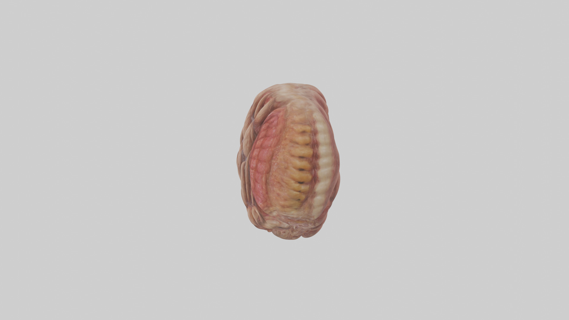Leopard Large Intestine Low-poly 3D model_12
