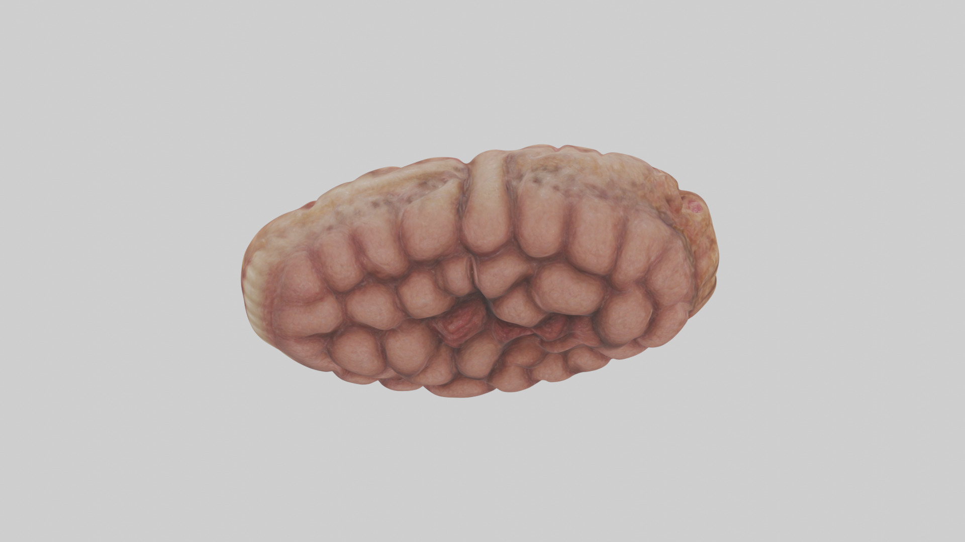 Leopard Large Intestine Low-poly 3D model_15