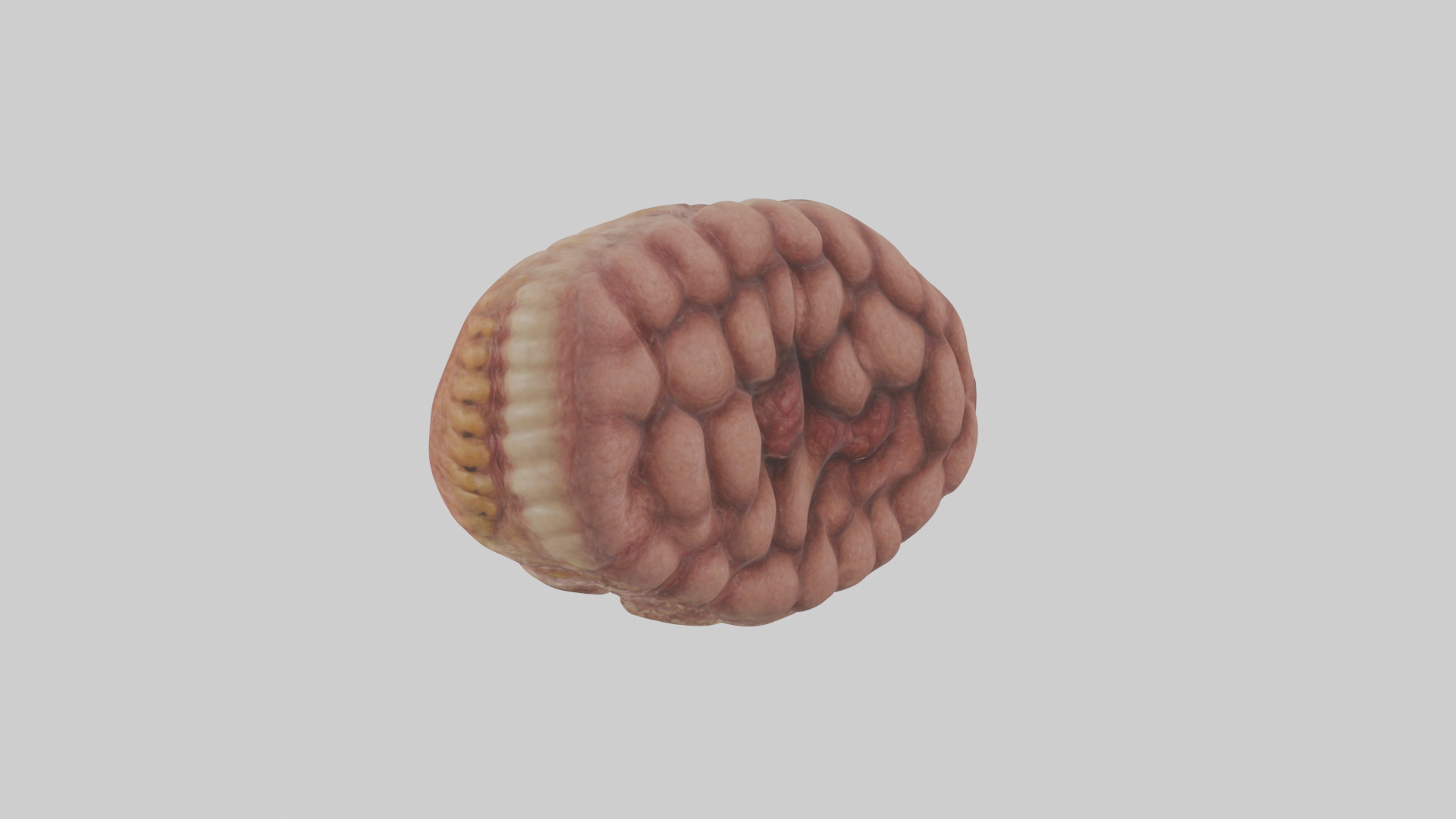 Leopard Large Intestine Low-poly 3D model_1