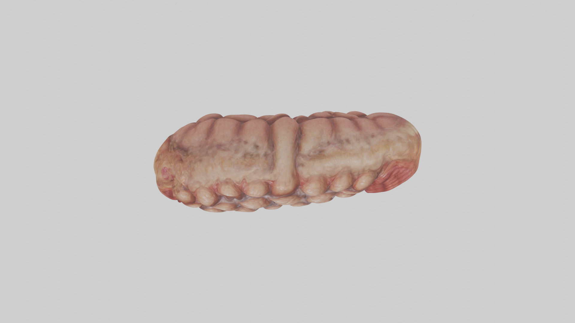 Leopard Large Intestine Low-poly 3D model_14