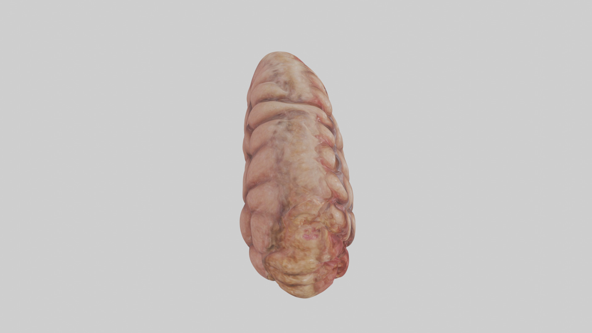 Leopard Large Intestine Low-poly 3D model_18