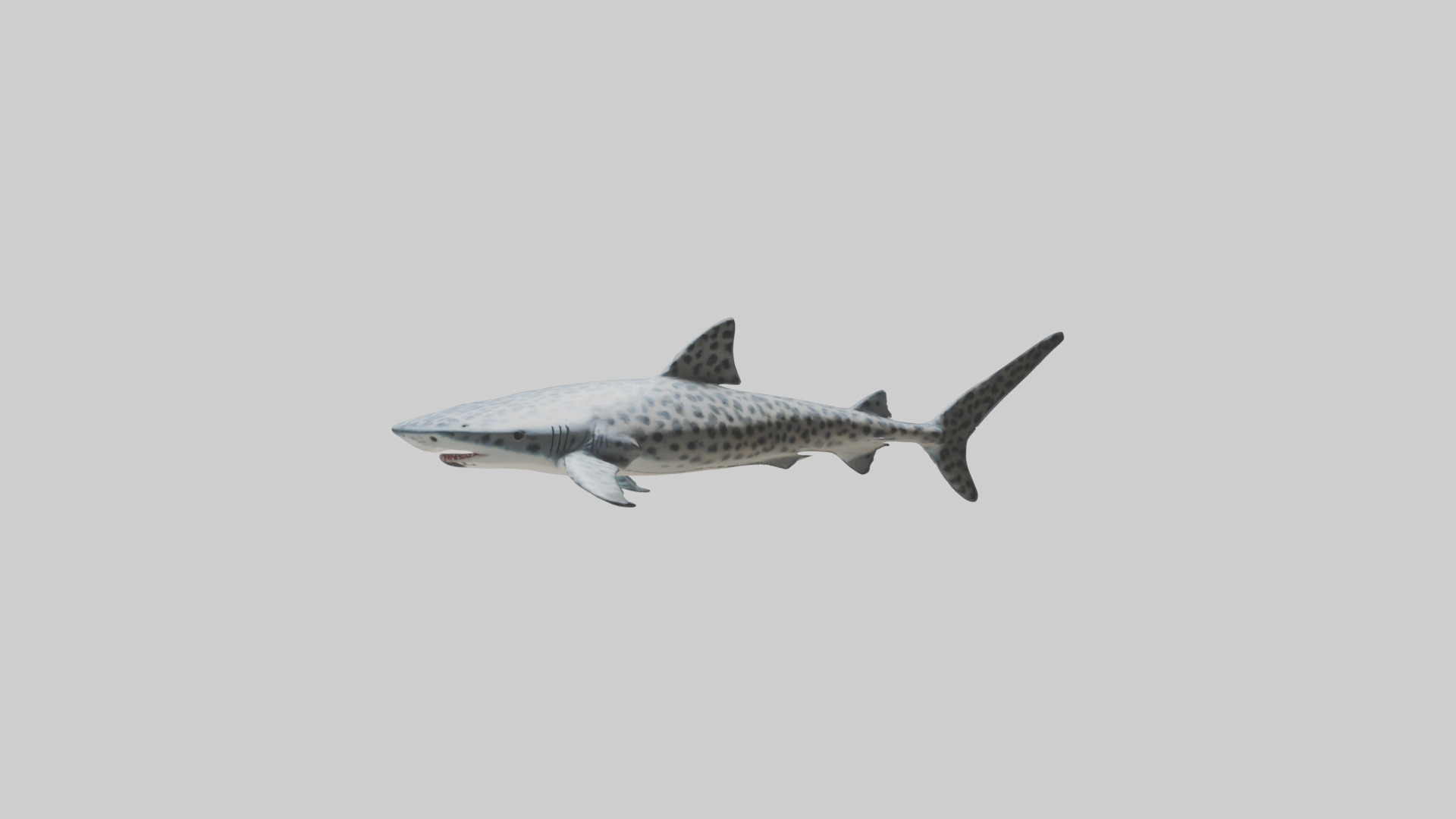 Leopard Shark cruising model Low-poly 3D model_9