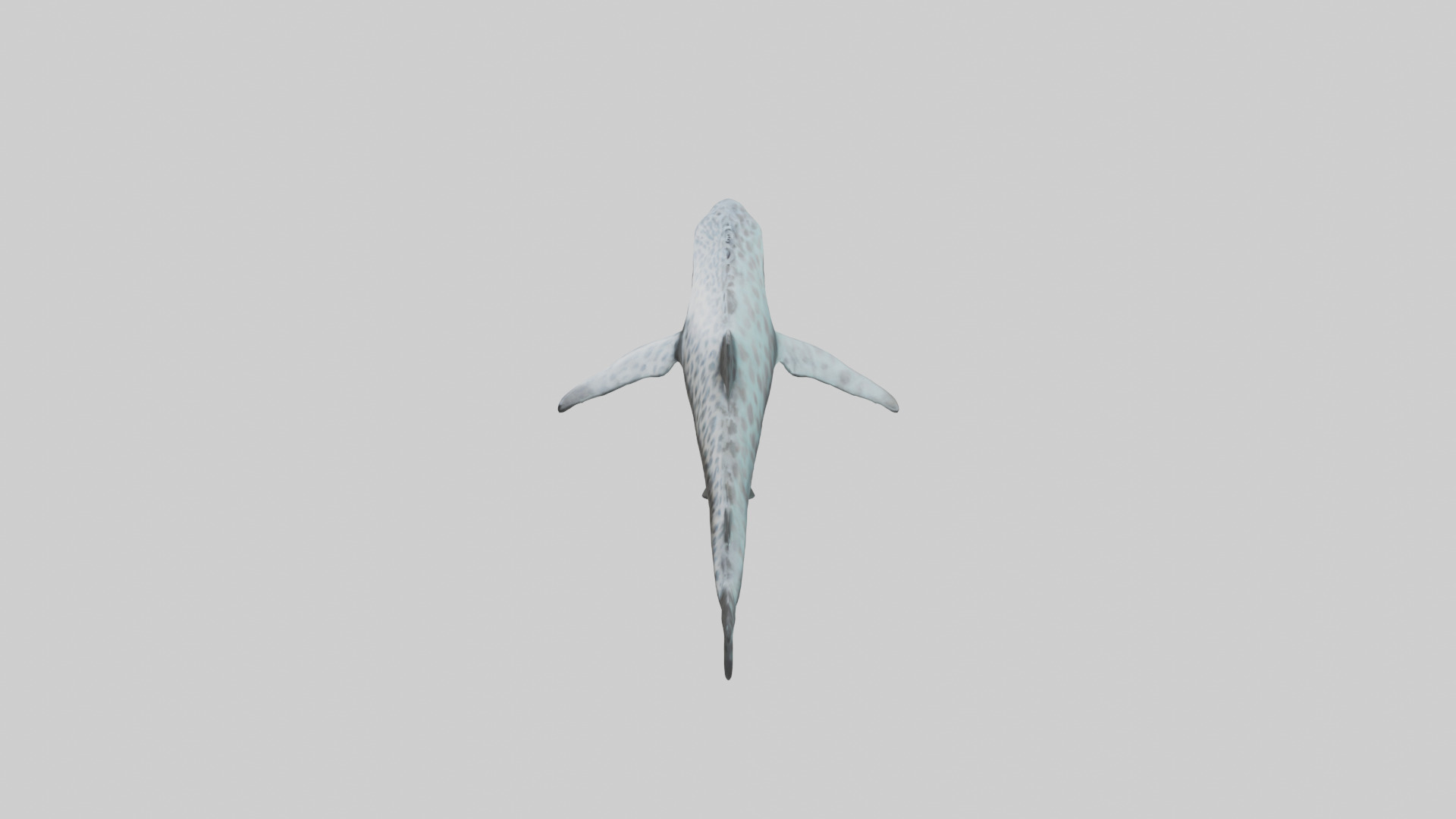 Leopard Shark cruising model Low-poly 3D model_17