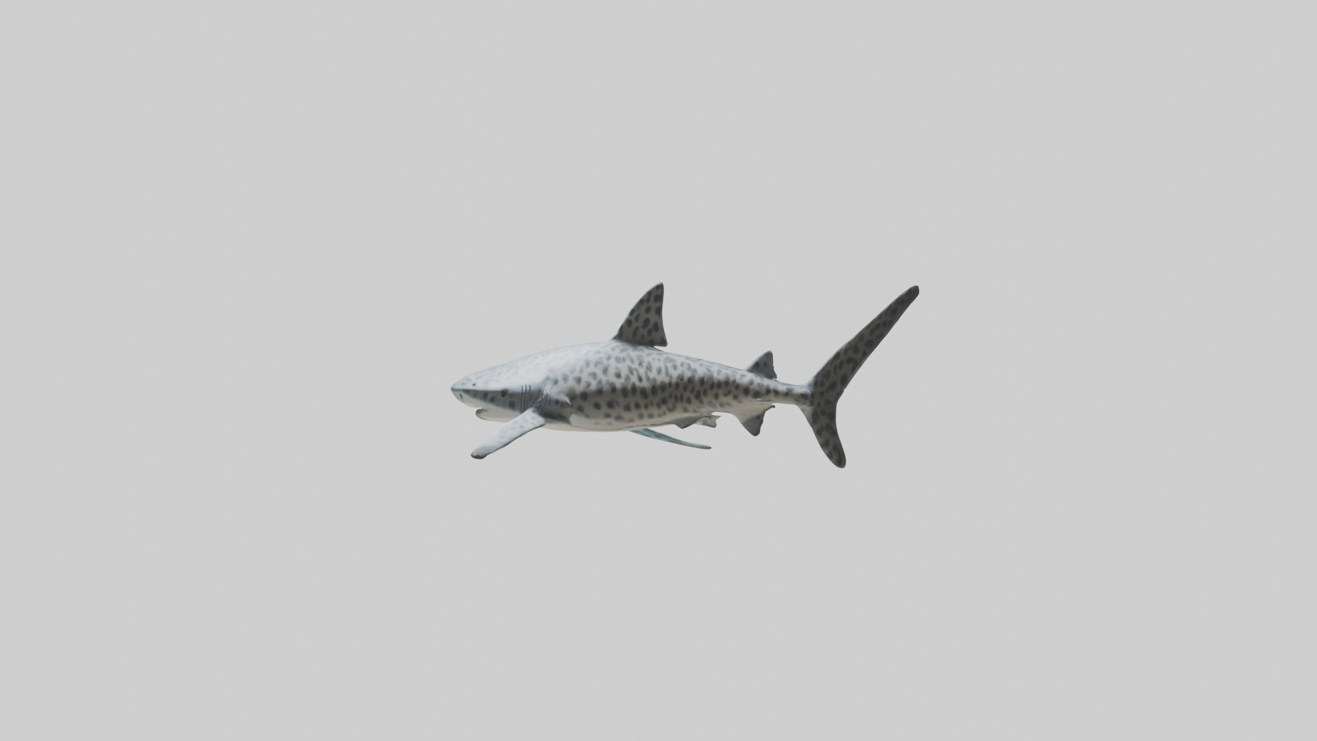 Leopard Shark cruising model Low-poly 3D model_8
