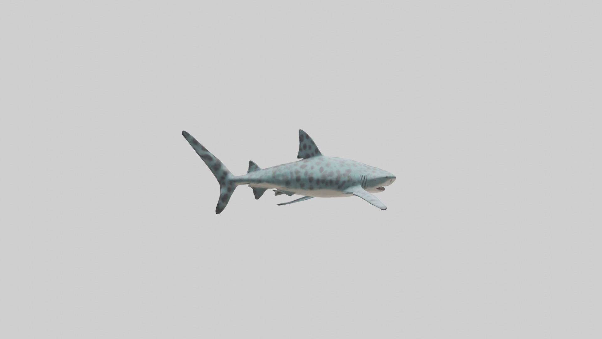 Leopard Shark cruising model Low-poly 3D model_1