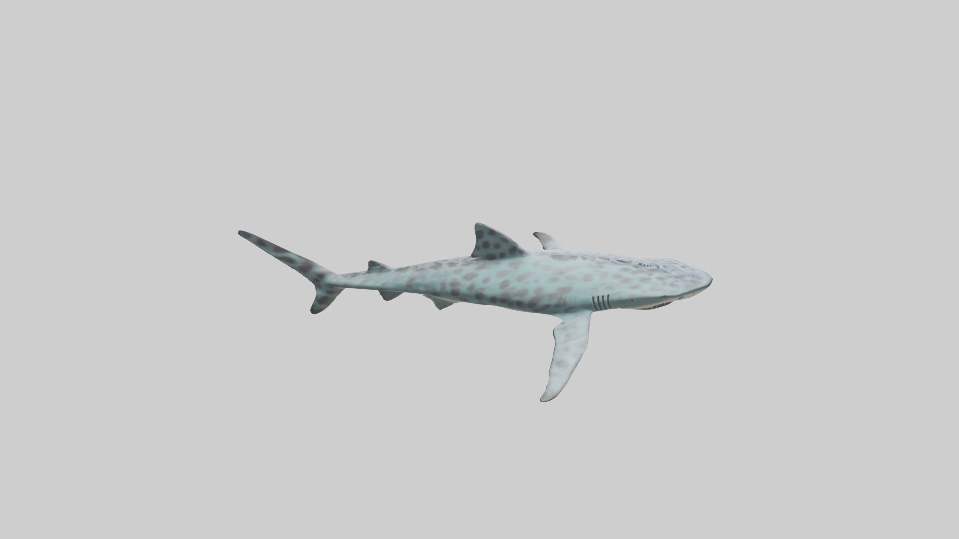 Leopard Shark cruising model Low-poly 3D model_15
