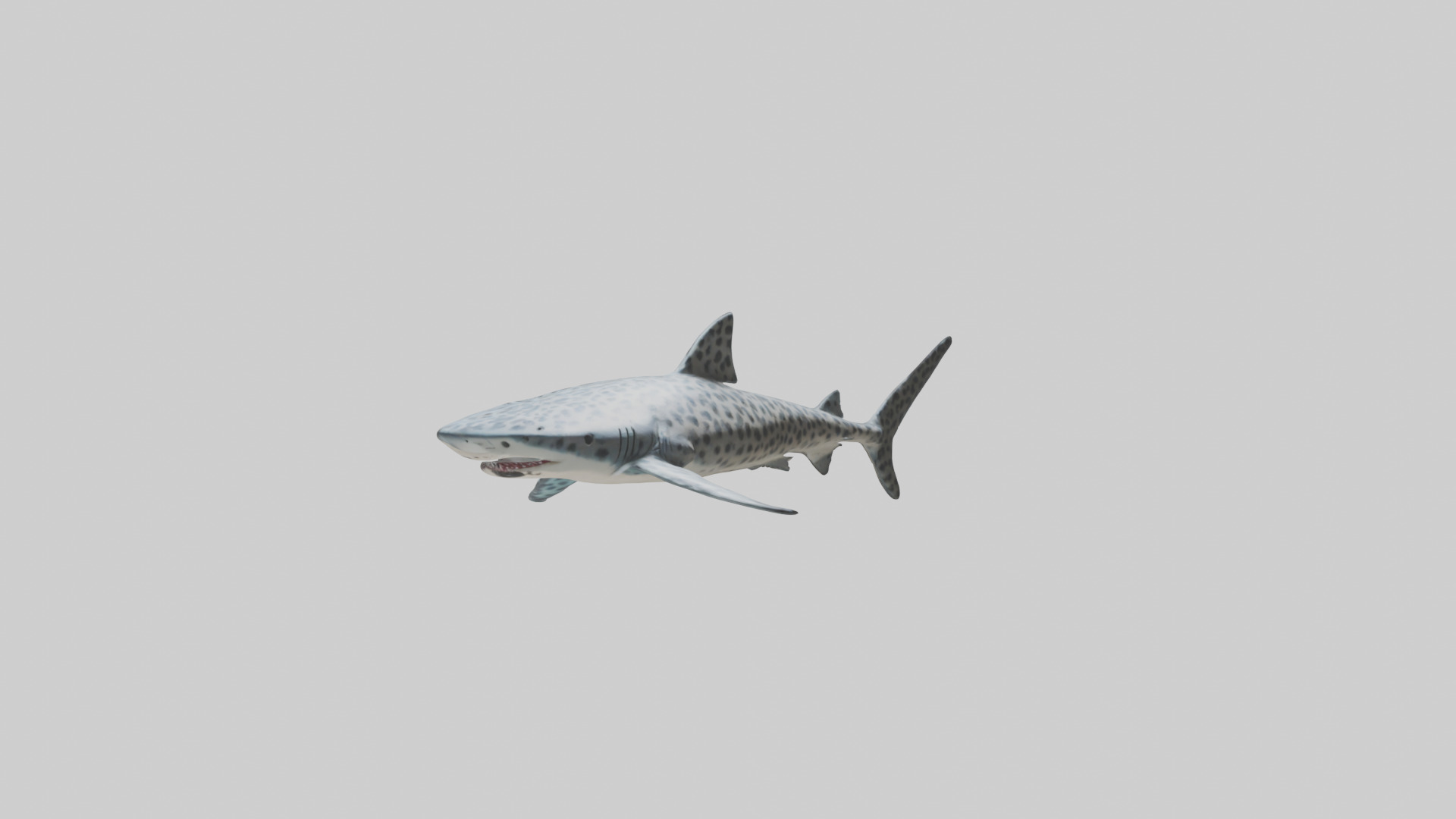Leopard Shark cruising model Low-poly 3D model_11